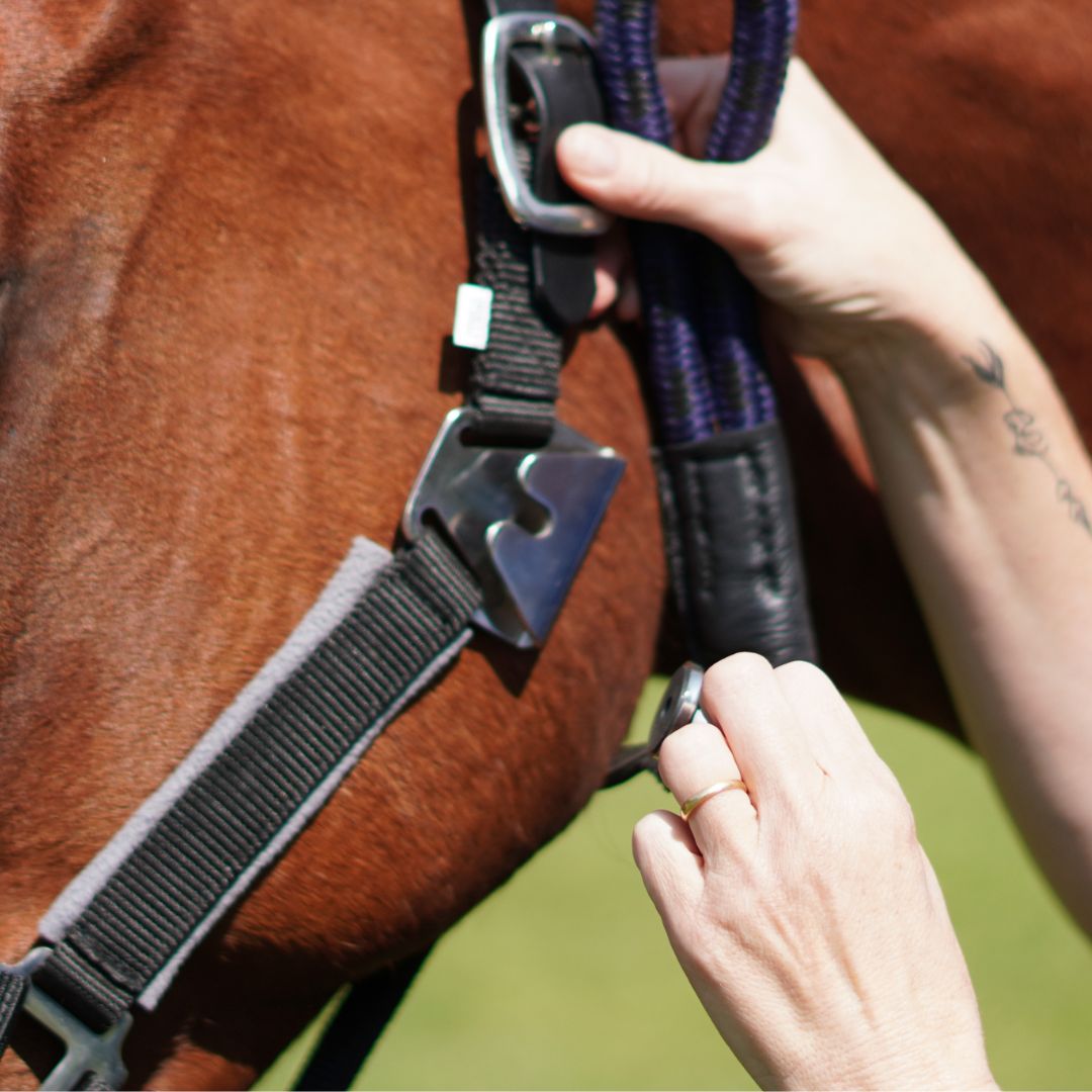 Magna Halter ™ in Black with Fleece Noseband and Leather Breakaway - Equine Exchange Tack Shop