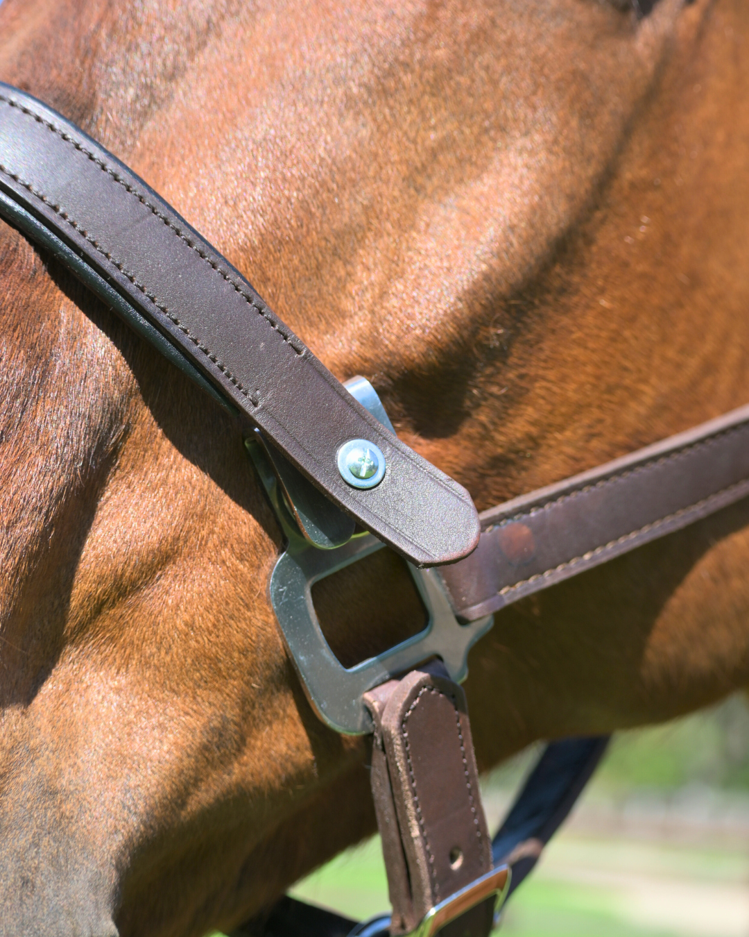 Magna Halter ™ in Black with Fleece Noseband and Leather Breakaway - Equine Exchange Tack Shop