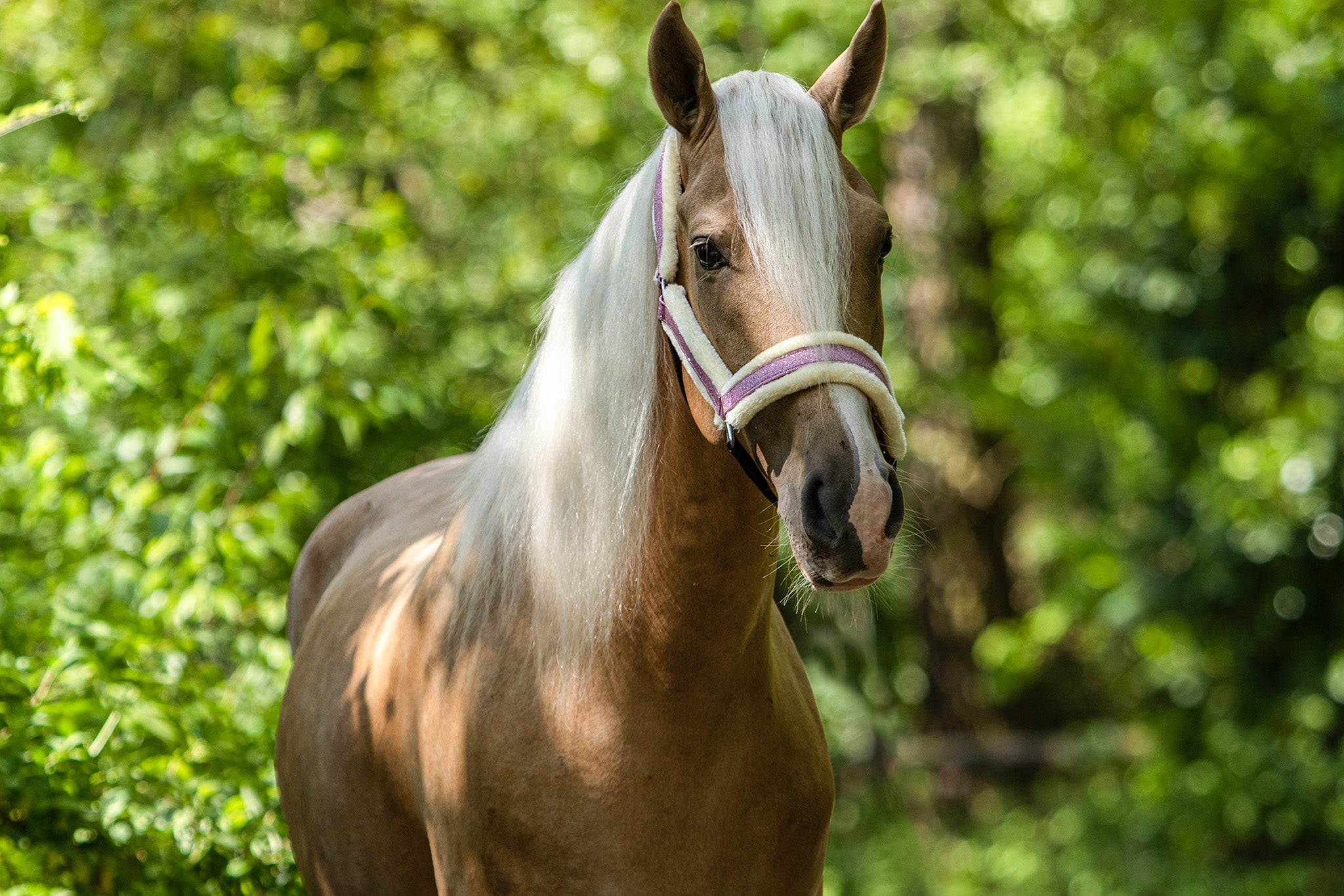 Pink Mist Halter - Equine Exchange Tack Shop