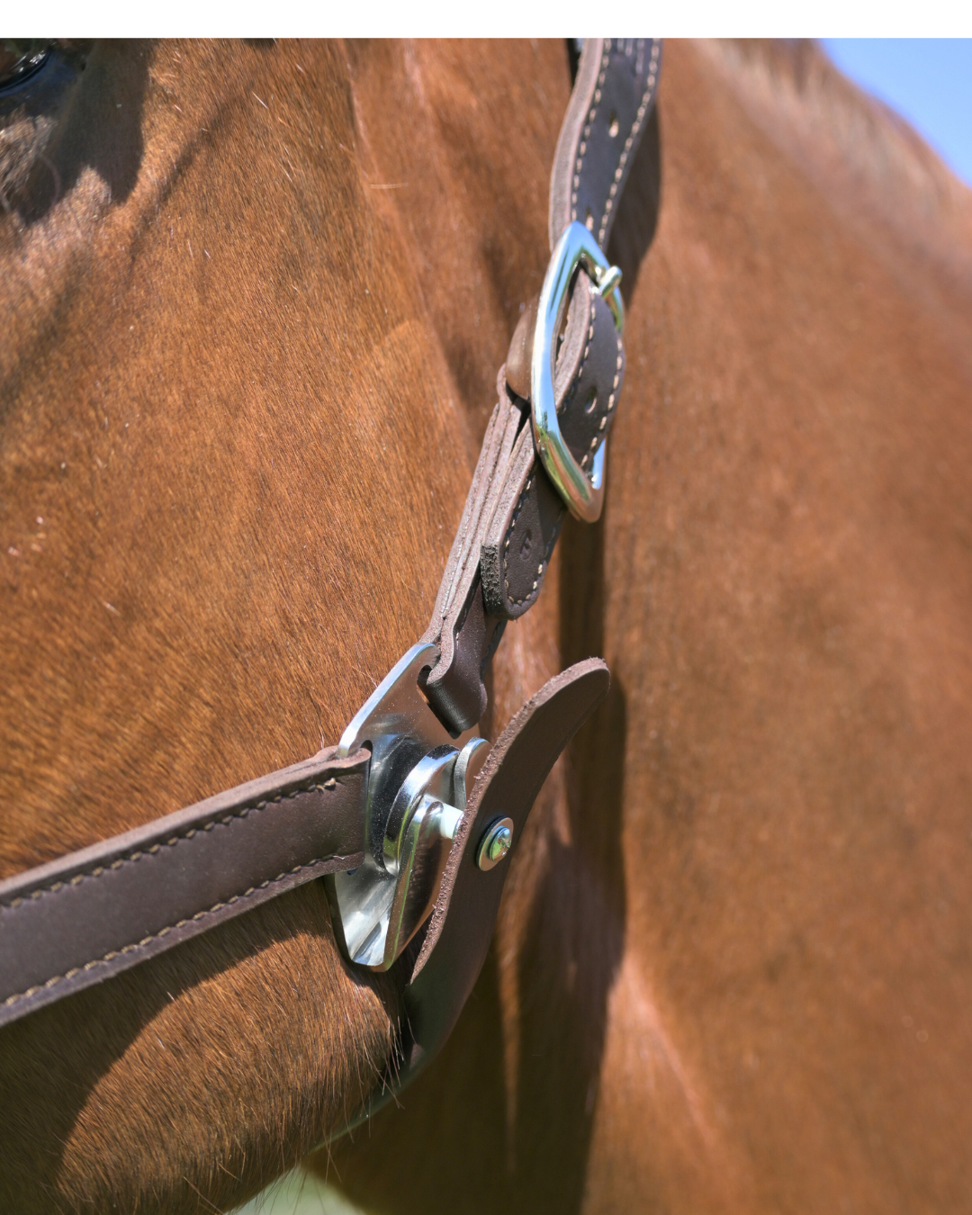Magna Halter ™ in Black with Fleece Noseband and Leather Breakaway - Equine Exchange Tack Shop