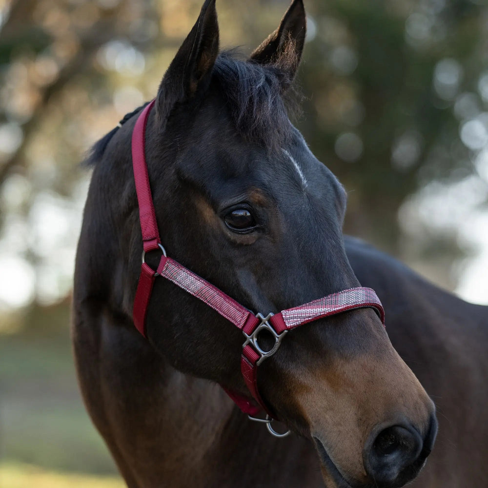 Premium Nylon Breakaway Halter