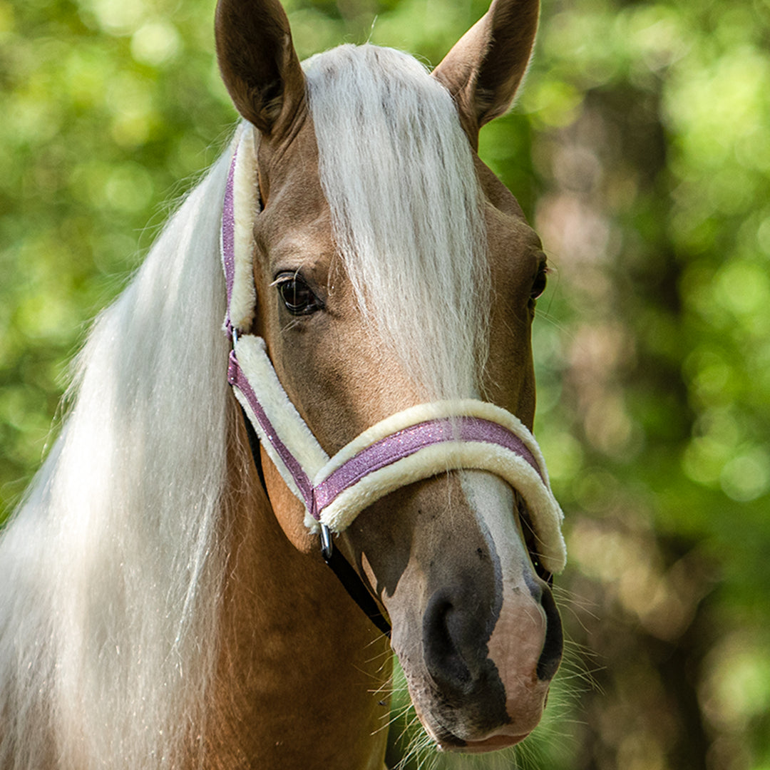 Tack - Halters/Leads - Halters - Nylon