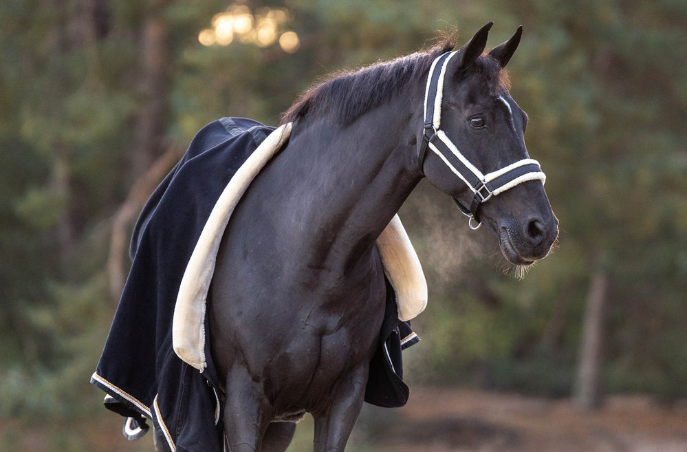 Midnight Black Halter - Equine Exchange Tack Shop