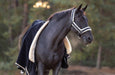 Midnight Black Halter - Equine Exchange Tack Shop