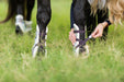 Holographic Open Front Boots - Equine Exchange Tack Shop