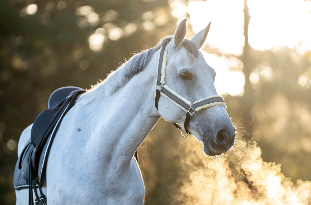 Stardust Grey Halter - Equine Exchange Tack Shop