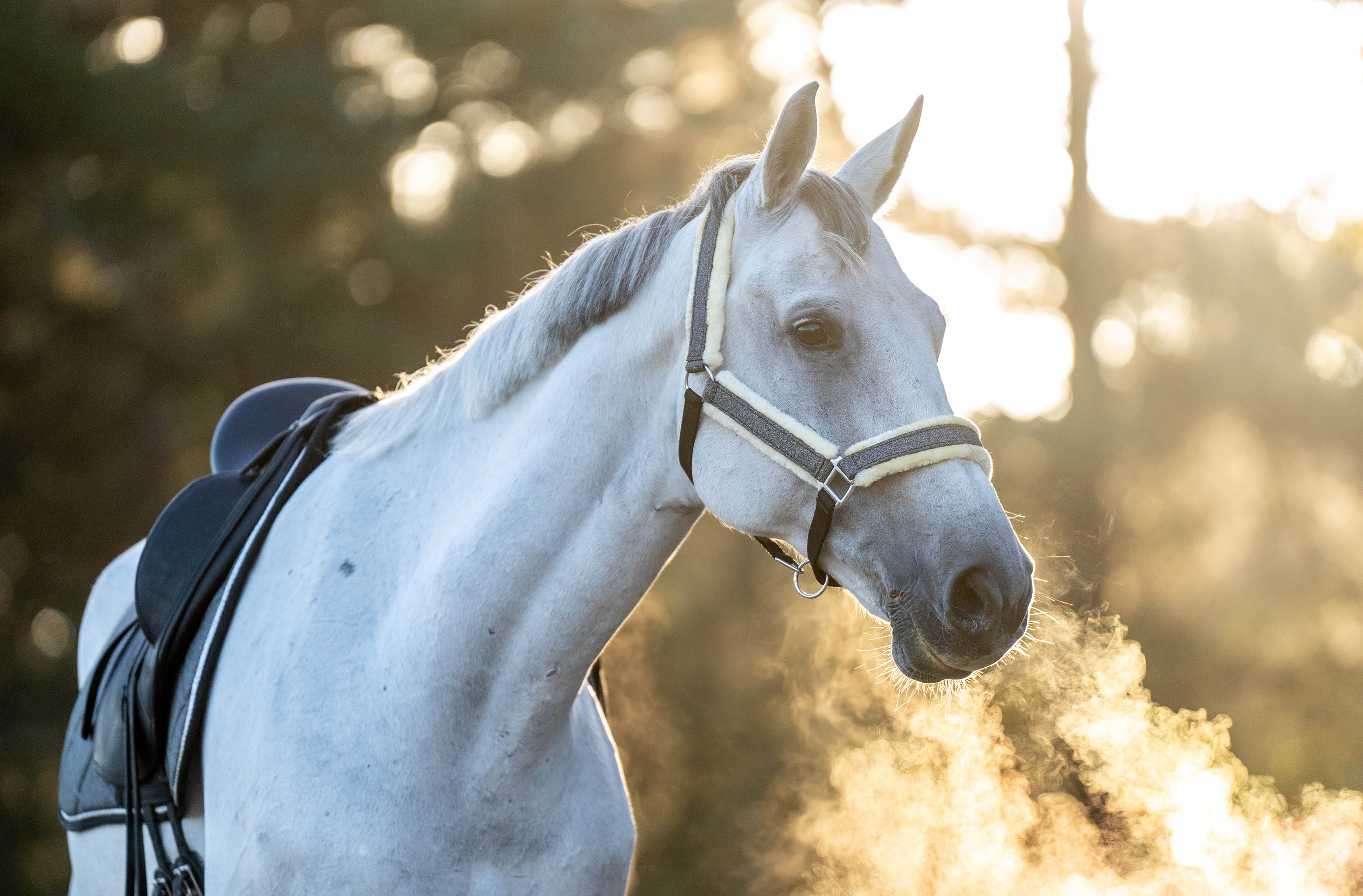 Stardust Grey Halter - Equine Exchange Tack Shop