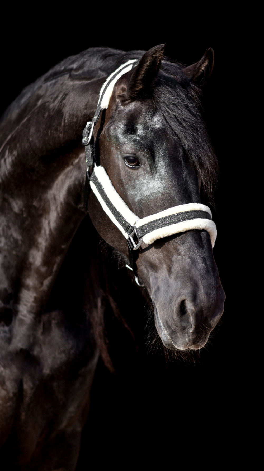 Jade Green Halter - Equine Exchange Tack Shop