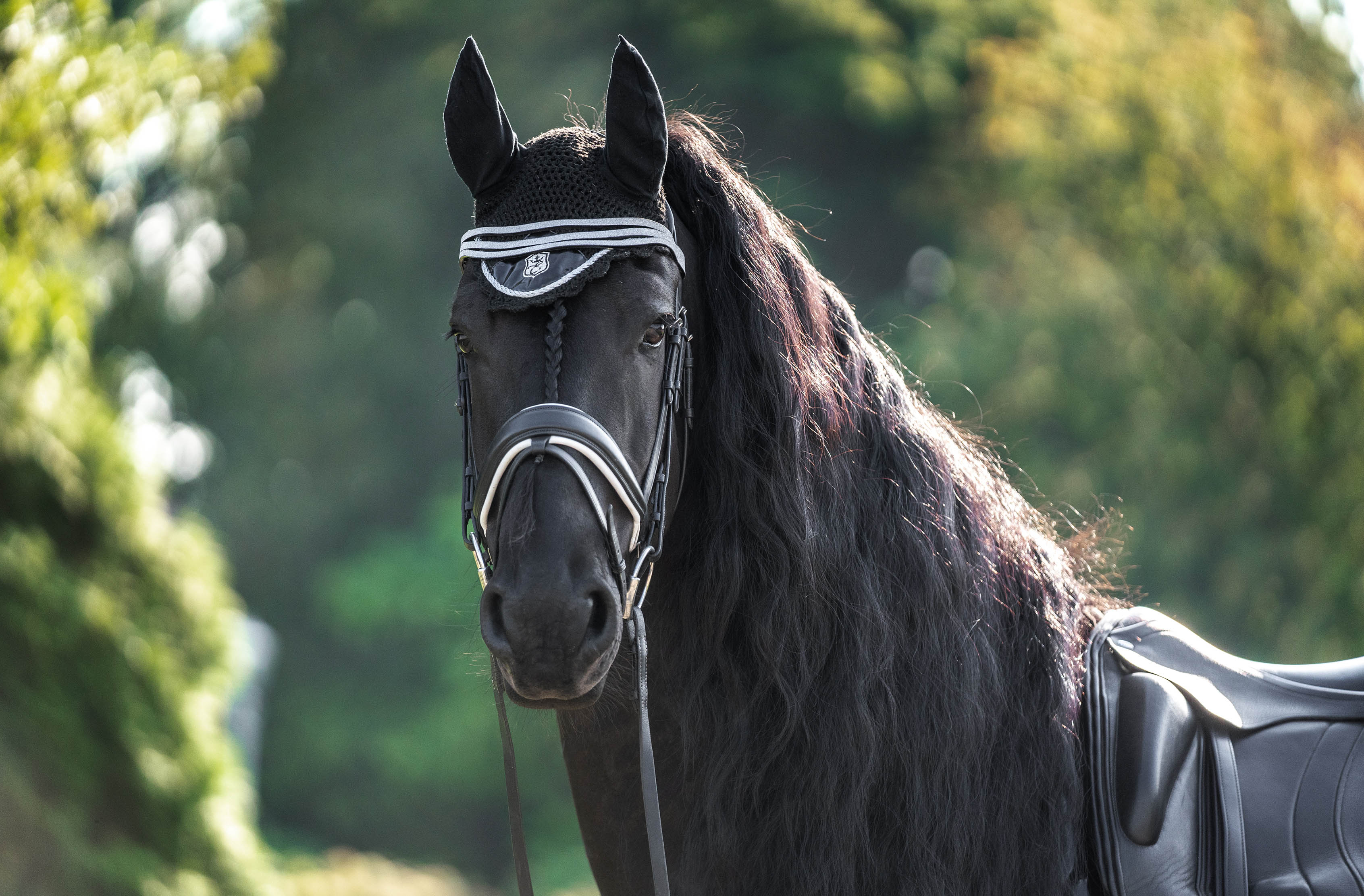 Black Ink Saddle Pad Set - Equine Exchange Tack Shop