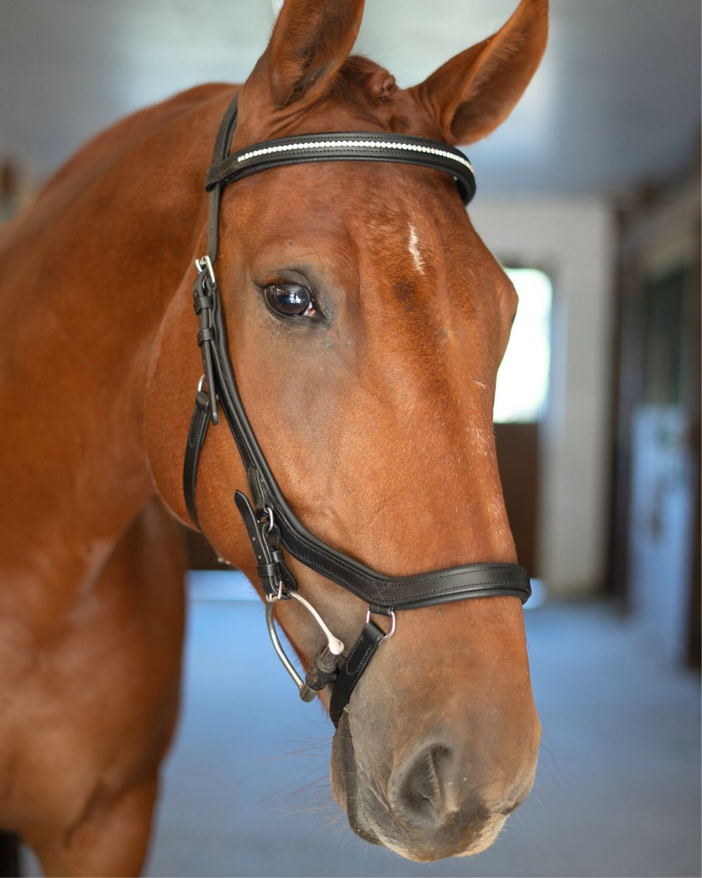 Hidden Flash!  Pro-Fit Comfortable Bridle - Equine Exchange Tack Shop