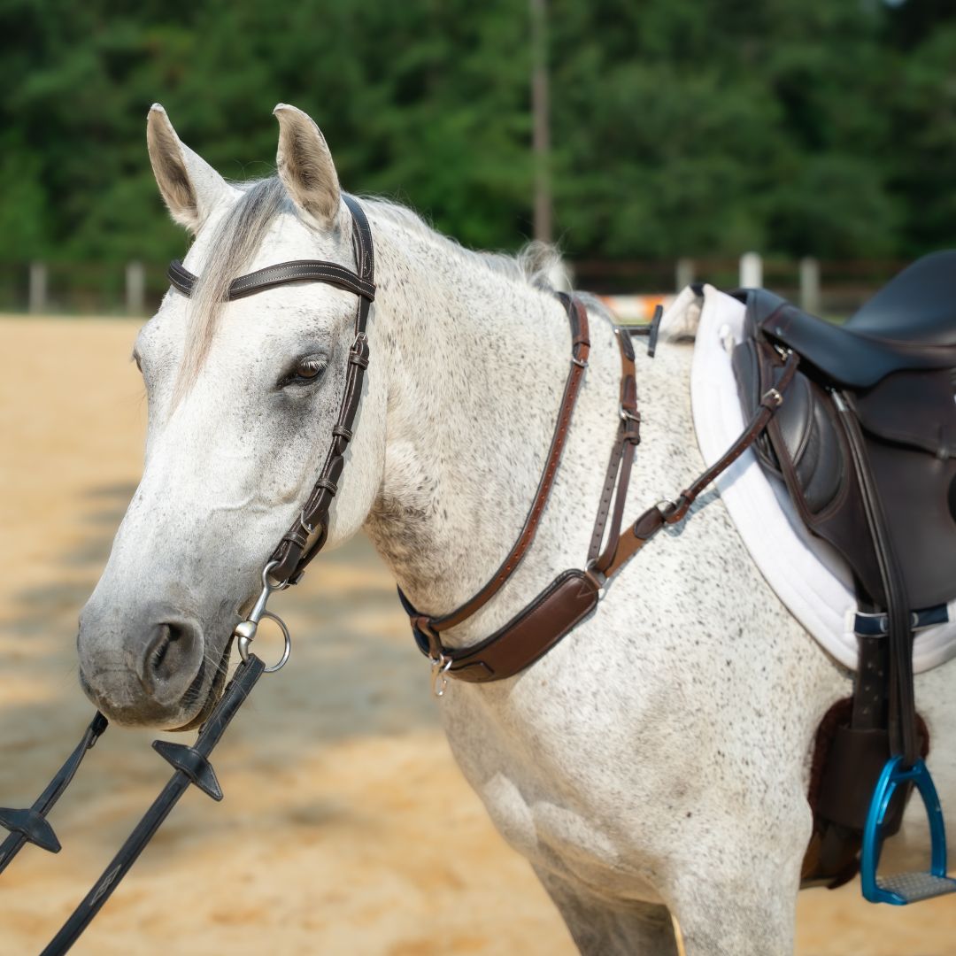 3-in-1 Training Breastplate - Equine Exchange Tack Shop