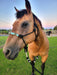 The Cassidy Halter - Equine Exchange Tack Shop