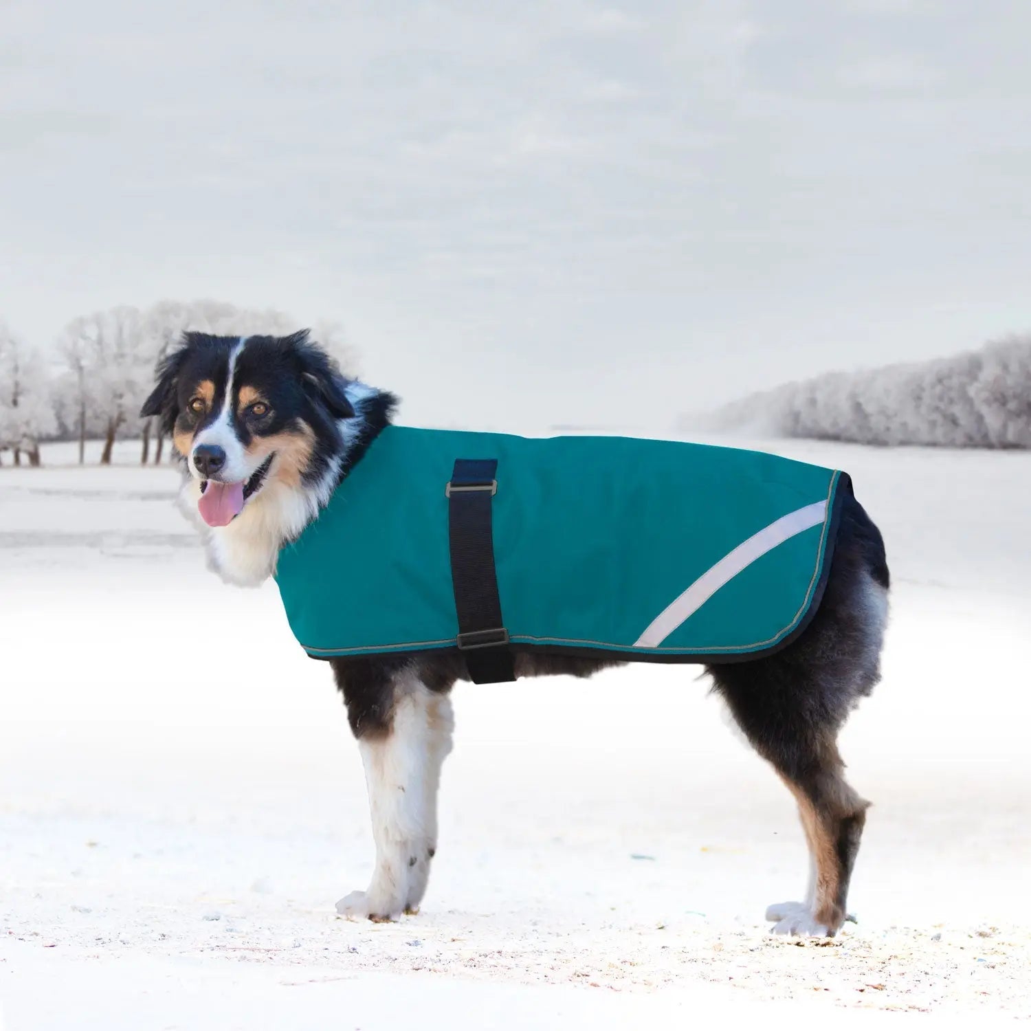1200D 180G Medium Weight Waterproof & Breathable Dog Coat - Equine Exchange Tack Shop
