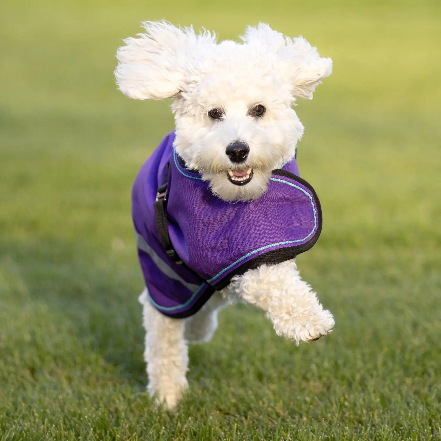1200D 180G Medium Weight Waterproof & Breathable Dog Coat - Equine Exchange Tack Shop