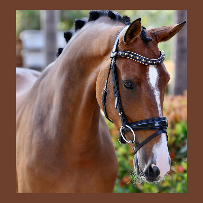 Lyamora Limited Edition Black Patent Snap Browband - Equine Exchange Tack Shop