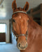 Hidden Flash!  Pro-Fit Comfortable Bridle - Equine Exchange Tack Shop
