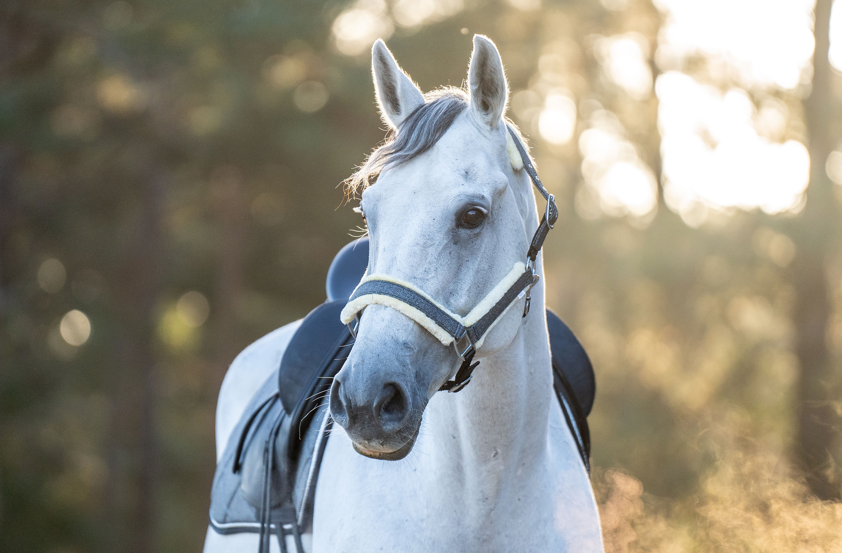 Stardust Grey Halter - Equine Exchange Tack Shop