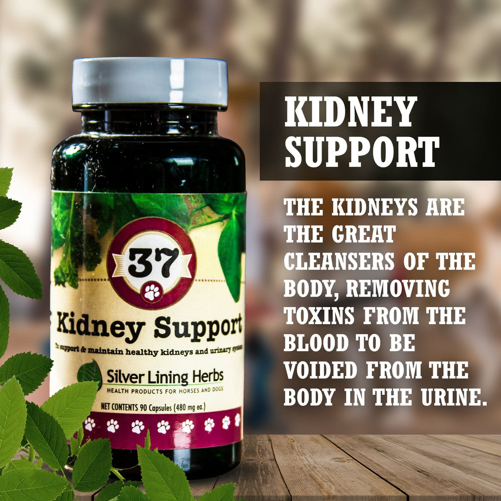 37 Kidney Support for Canines -  90 Capsule - Equine Exchange Tack Shop