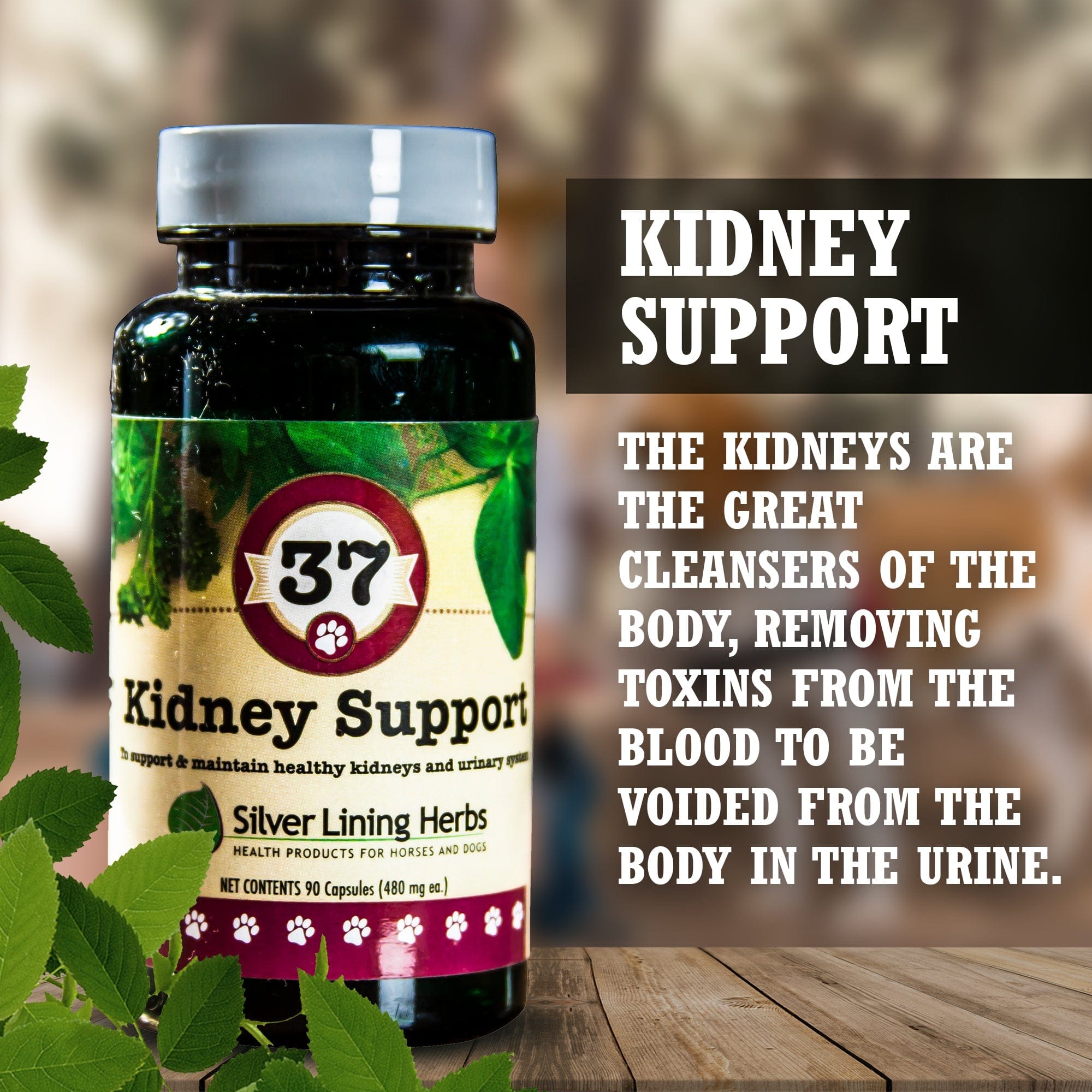 37 Kidney Support for Canines -  90 Capsule - Equine Exchange Tack Shop