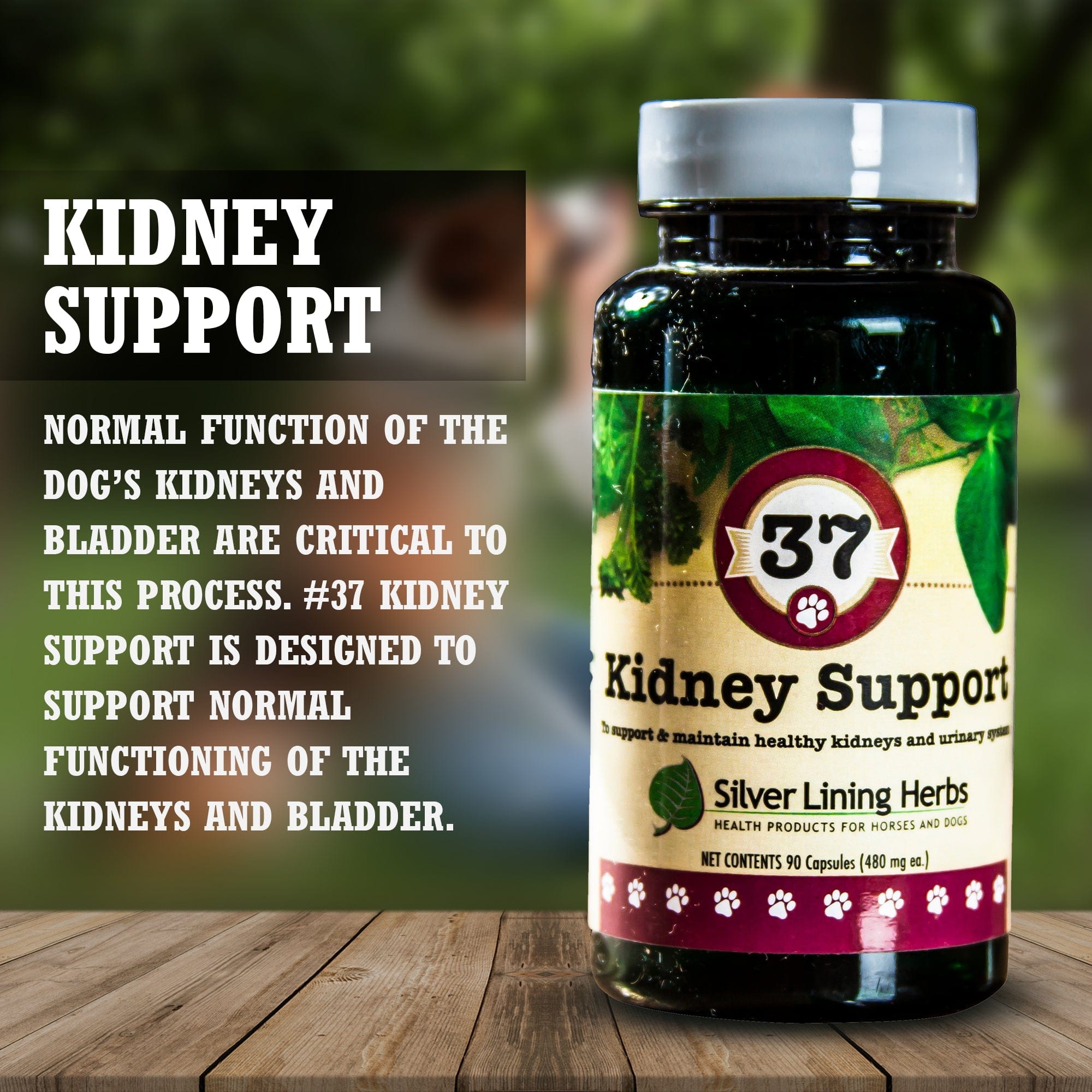 37 Kidney Support for Canines -  90 Capsule - Equine Exchange Tack Shop