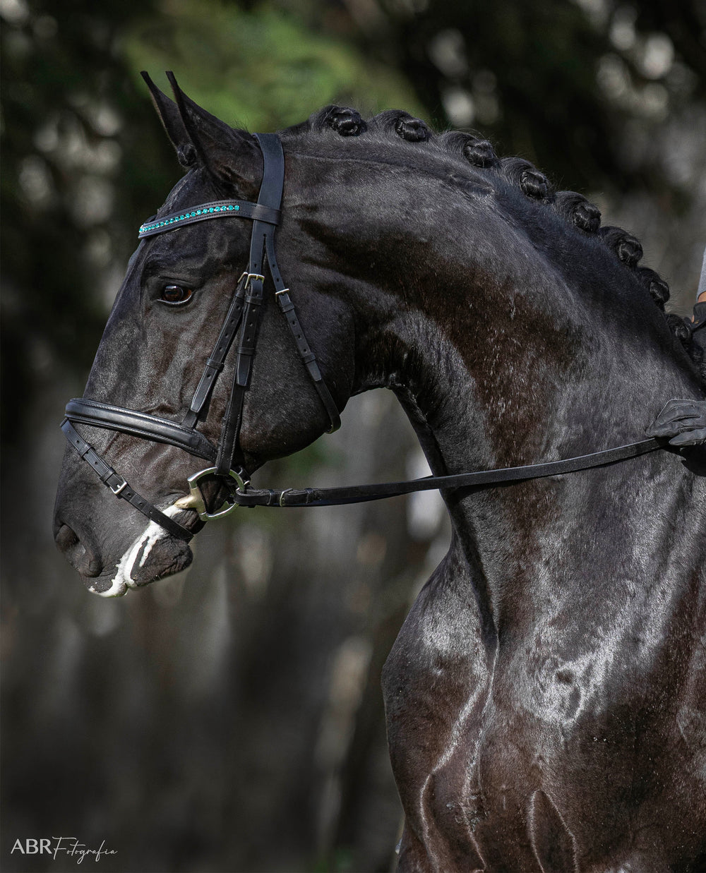Teal Browband - Equine Exchange Tack Shop