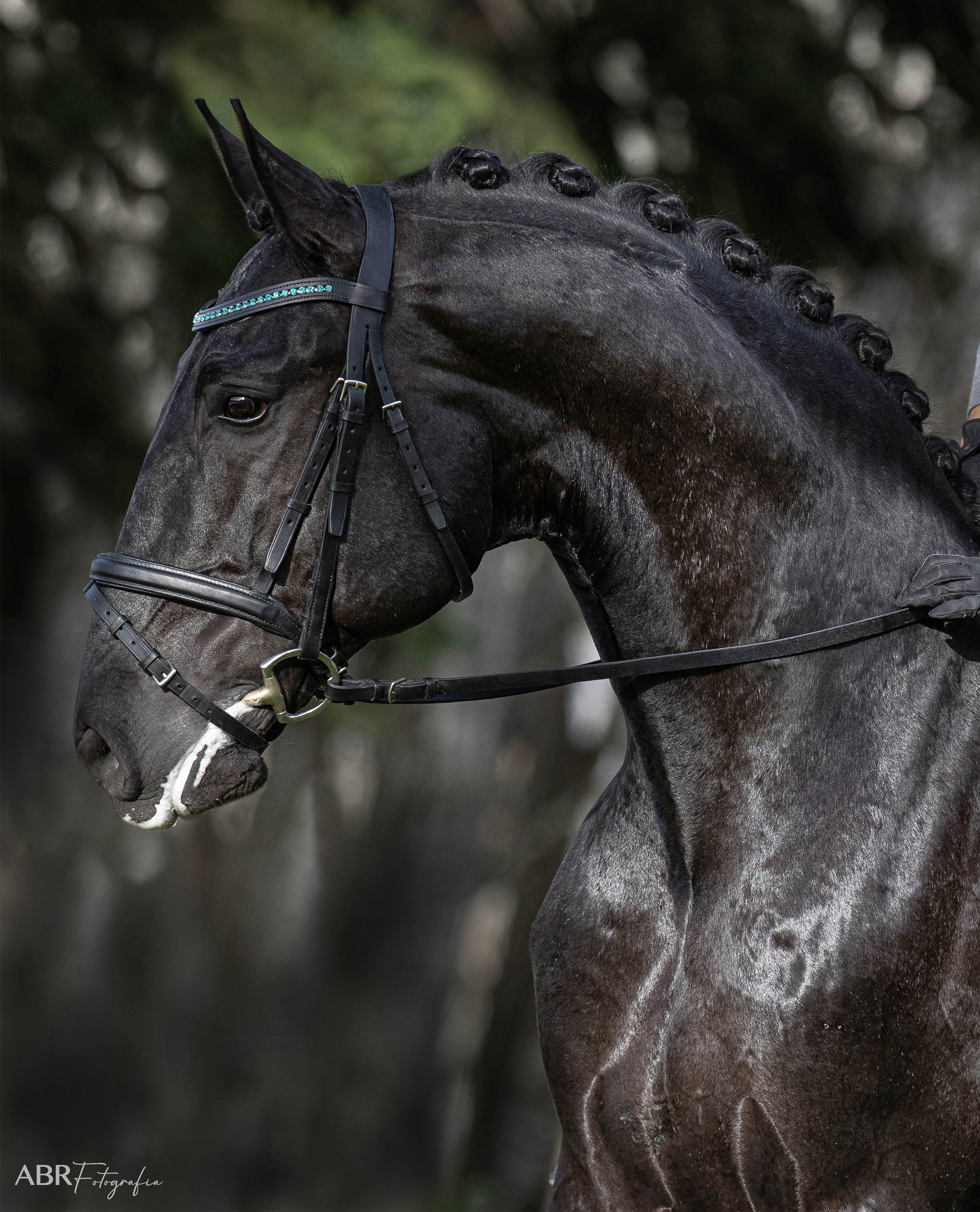 Teal Browband - Equine Exchange Tack Shop