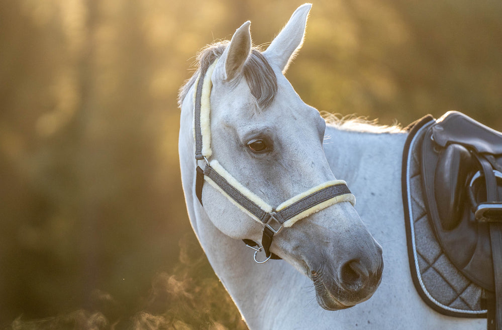 Stardust Grey Halter - Equine Exchange Tack Shop