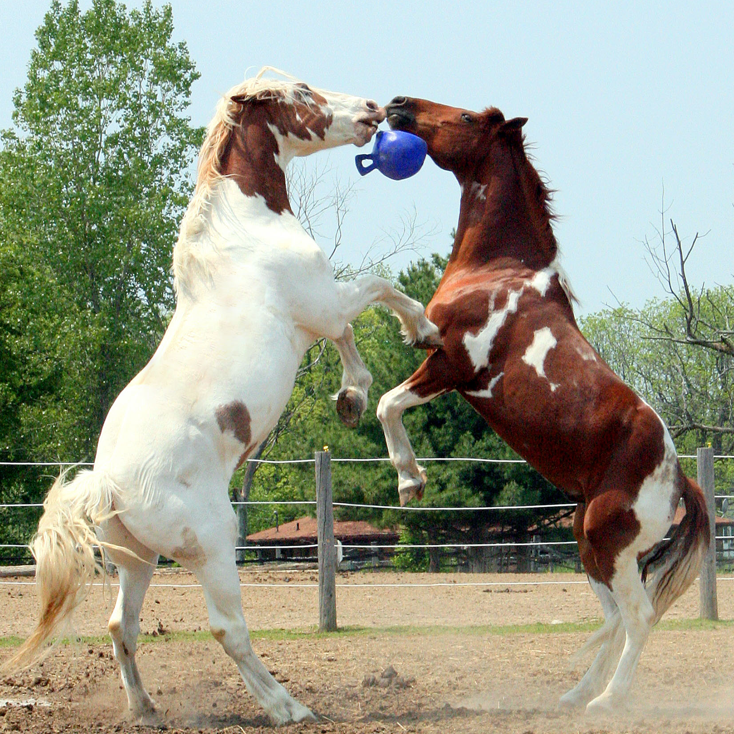 Jolly Ball® 10" - Equine Exchange Tack Shop