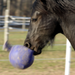 Jolly Ball® 10" - Equine Exchange Tack Shop