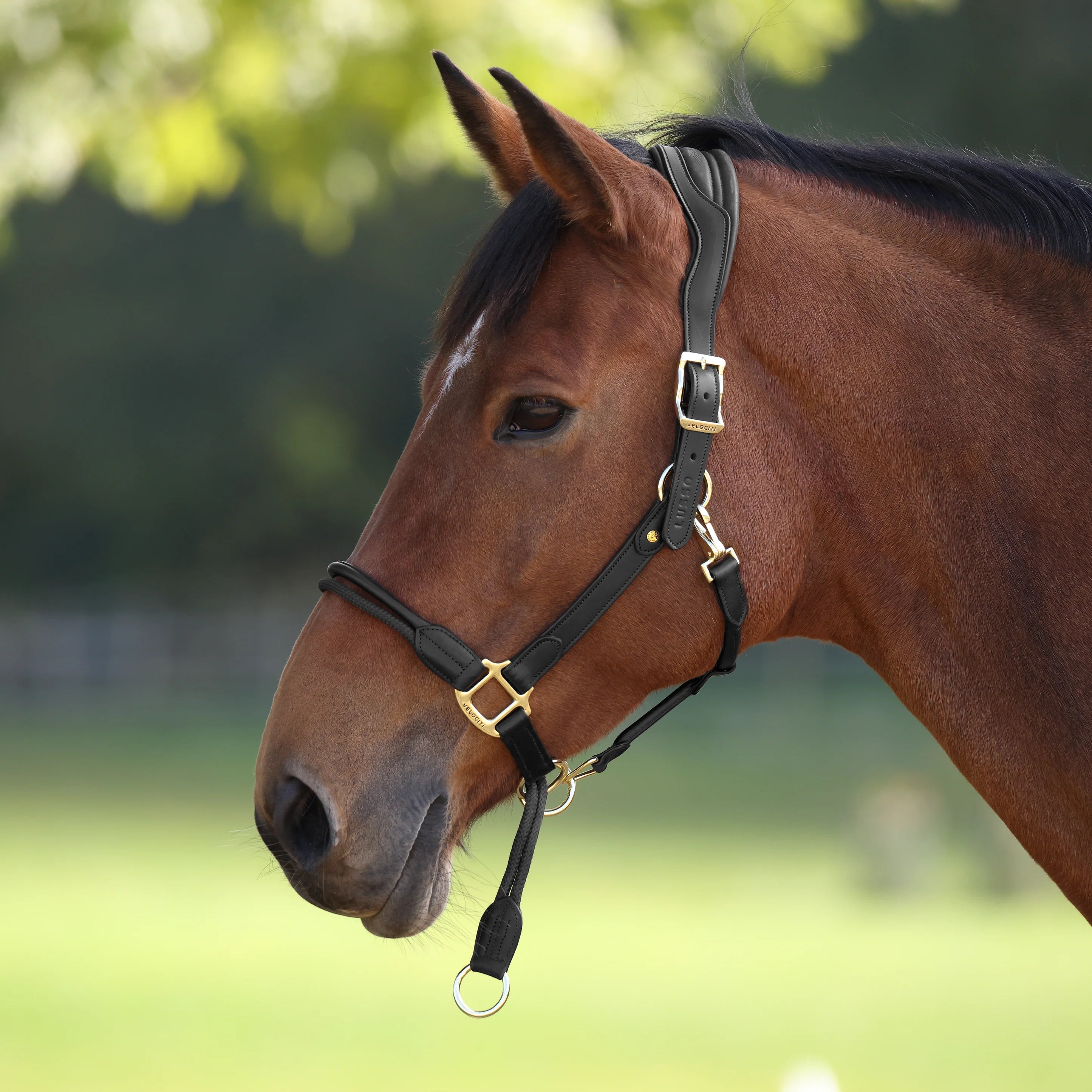 Velociti Lusso Soria Control Halter - Equine Exchange Tack Shop