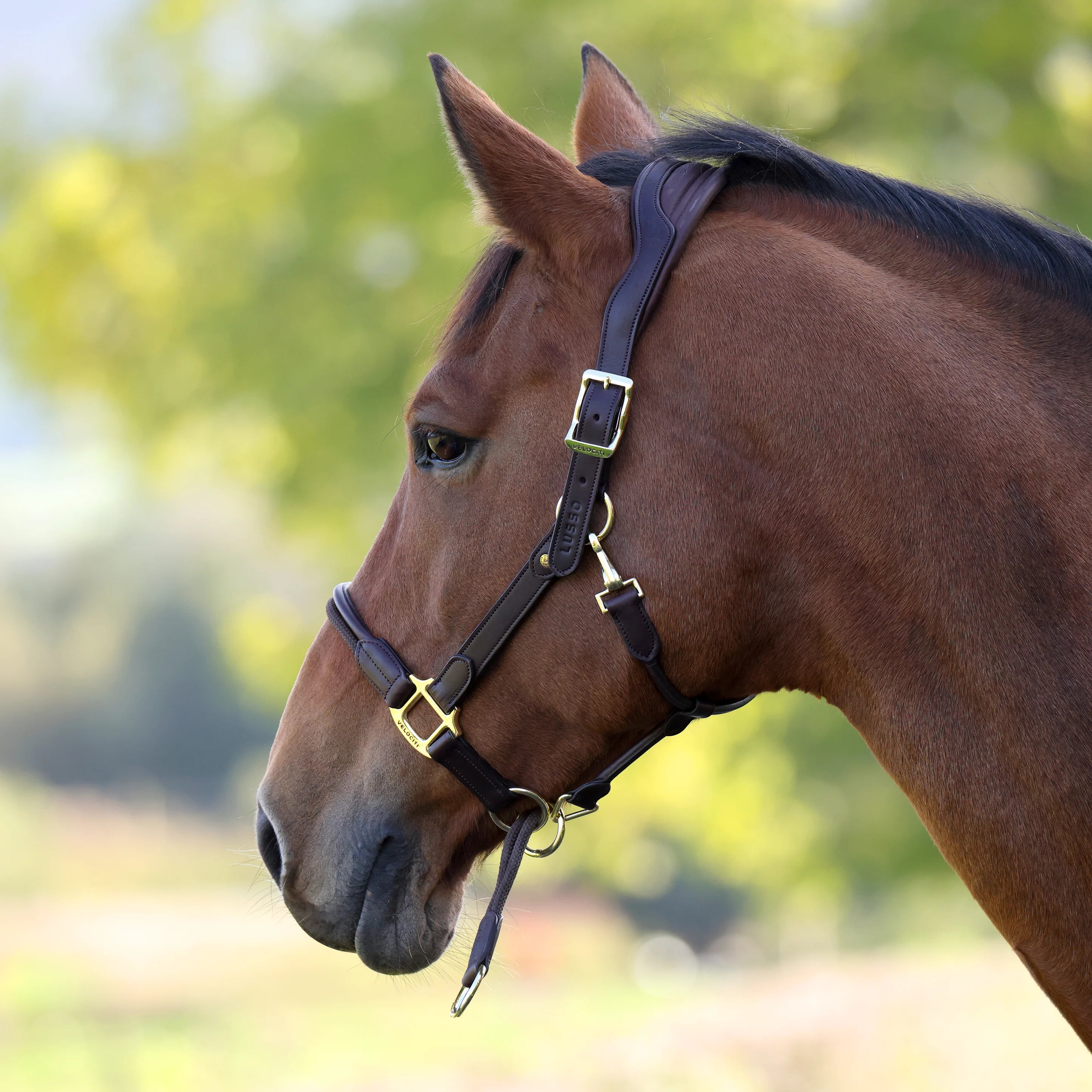 Velociti Lusso Soria Control Halter - Equine Exchange Tack Shop