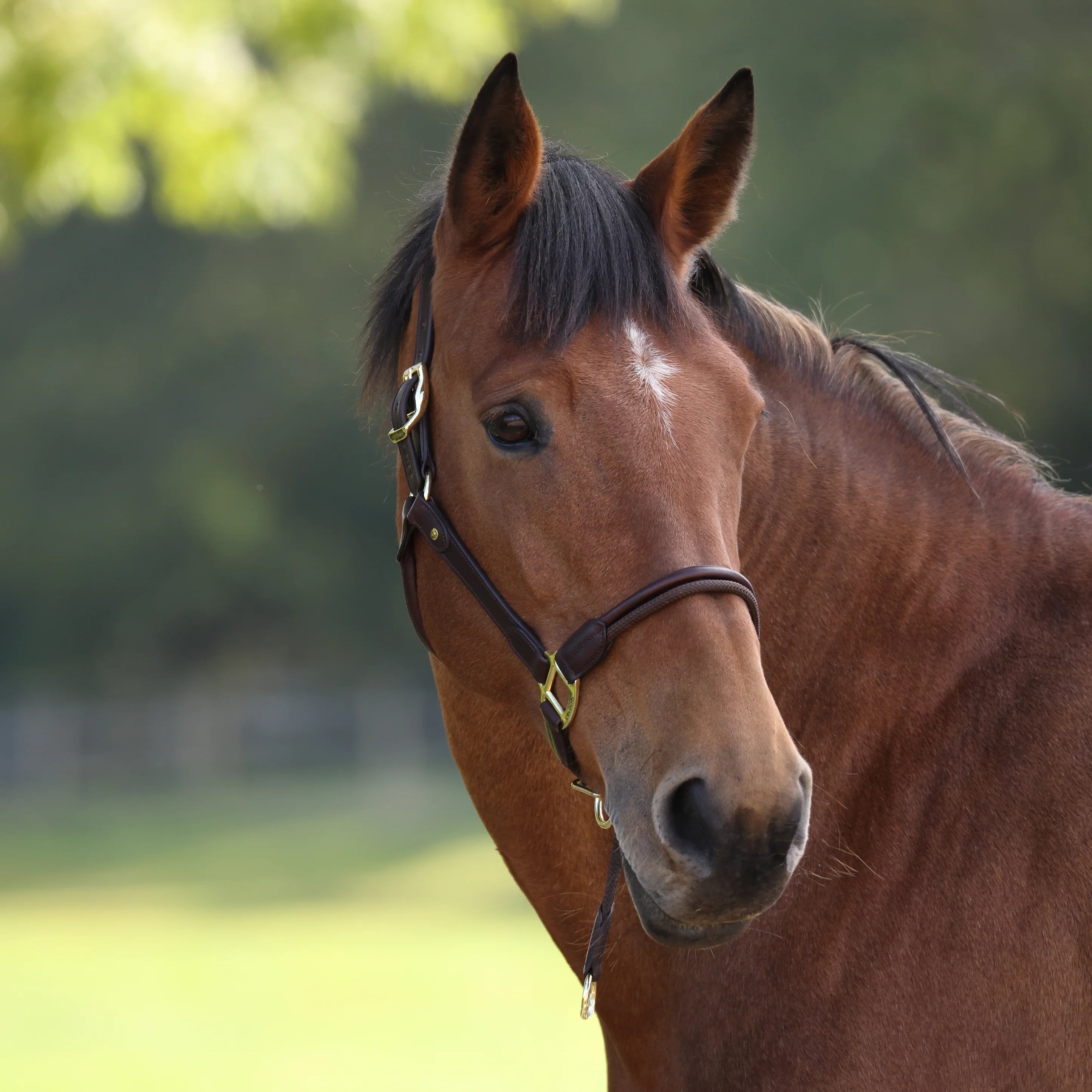 Velociti Lusso Soria Control Halter - Equine Exchange Tack Shop