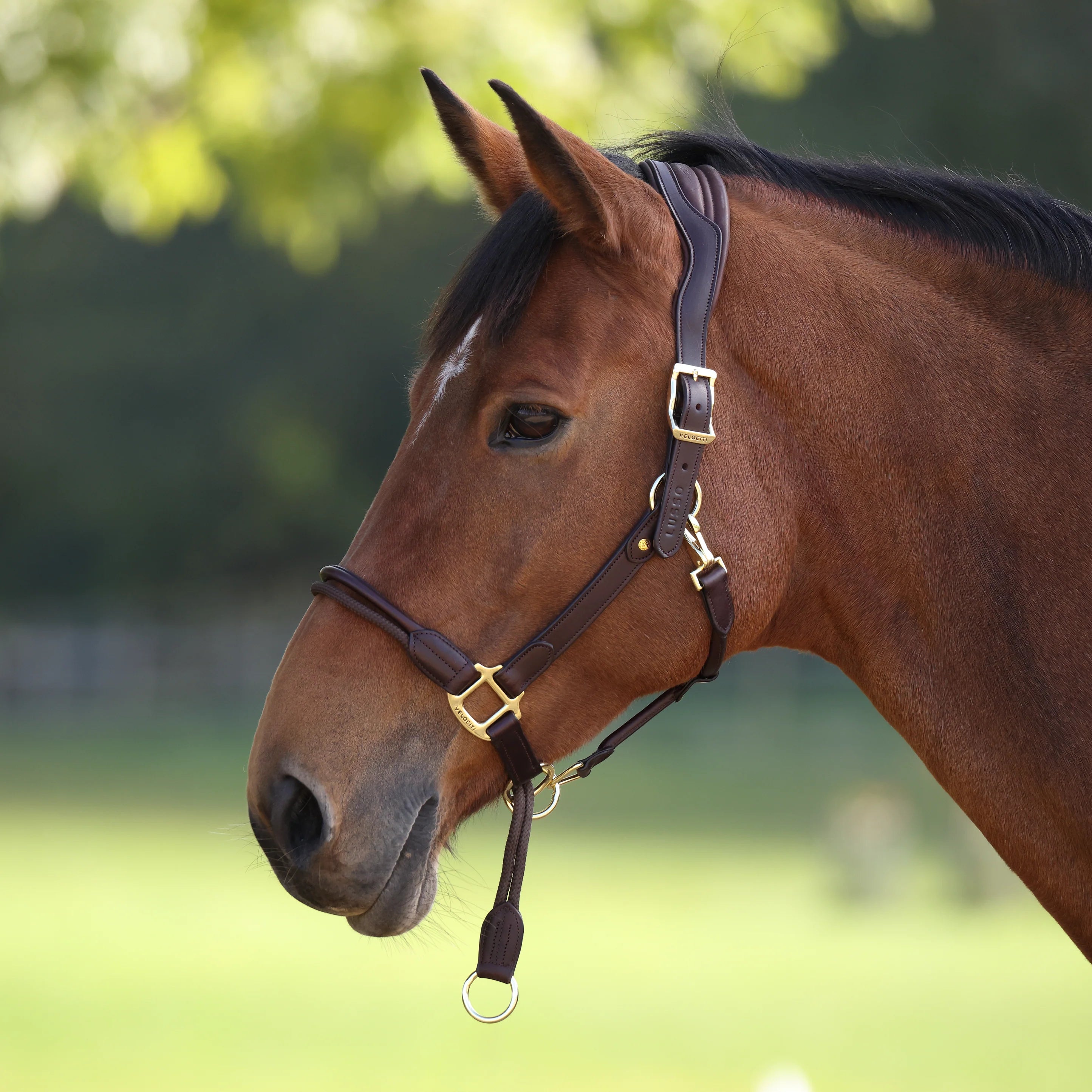 Velociti Lusso Soria Control Halter - Equine Exchange Tack Shop