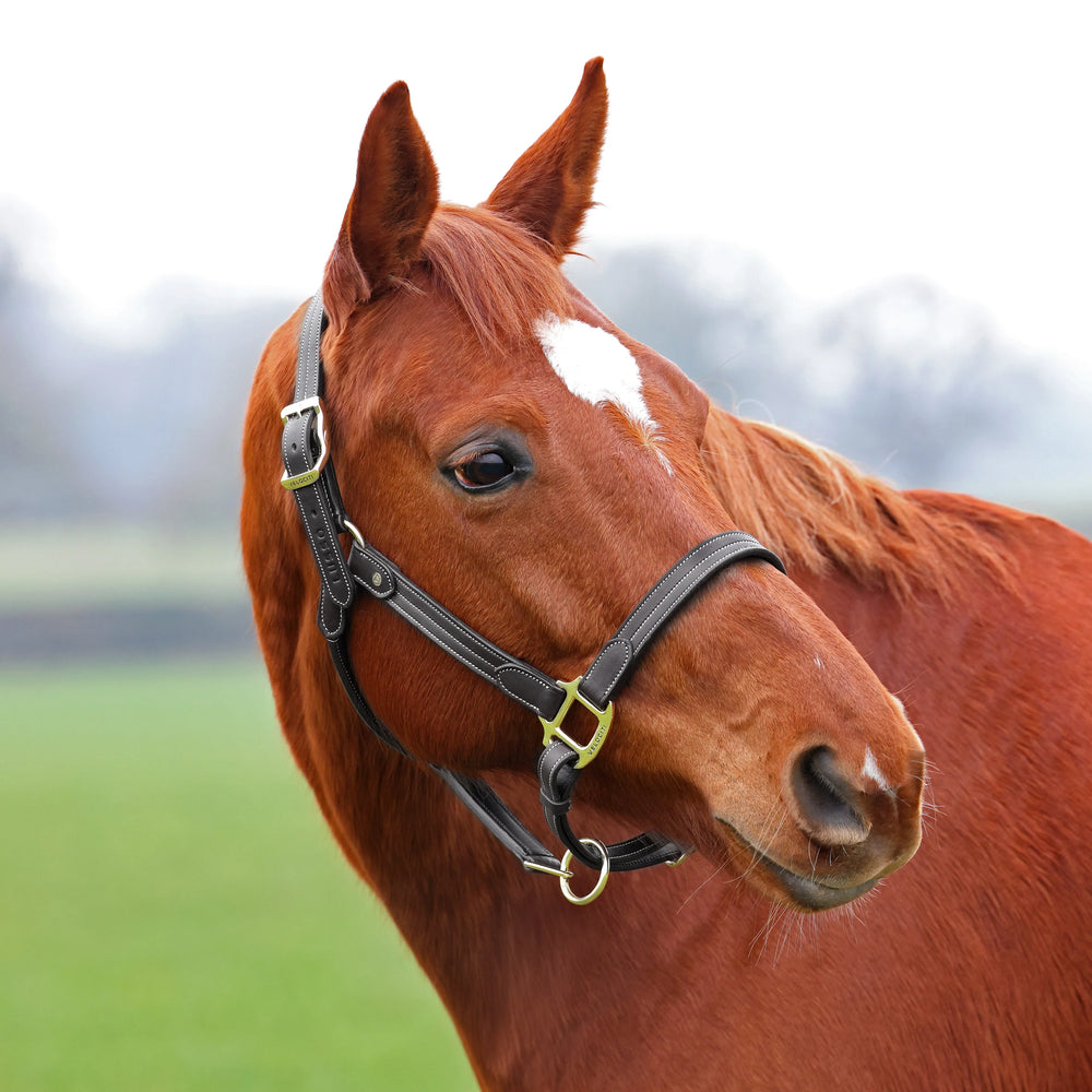 Velociti Lusso Girona Leather Halter - Equine Exchange Tack Shop