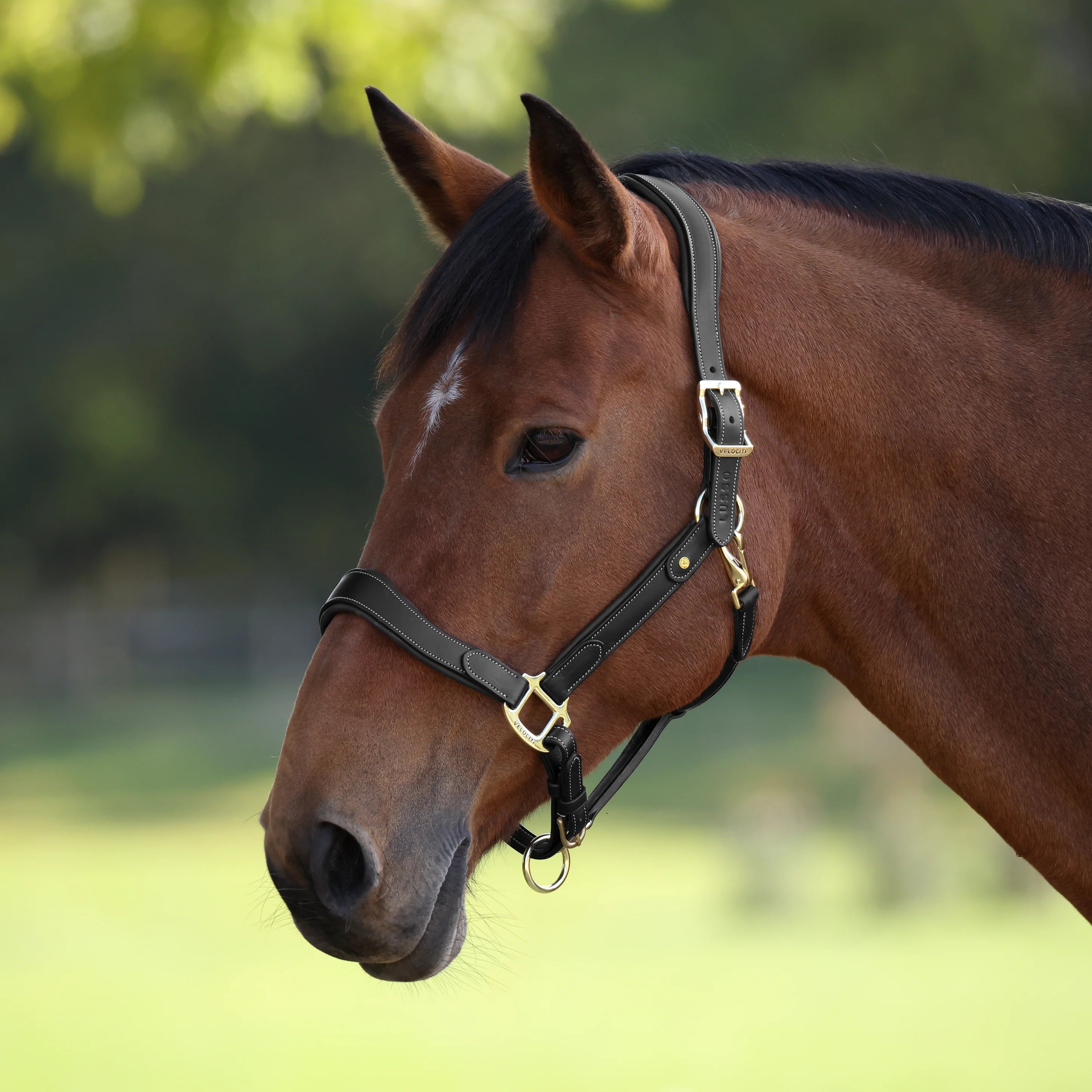 Velociti Lusso Lorca Leather Halter - Equine Exchange Tack Shop