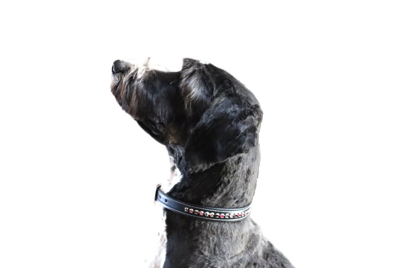 KL Select Crystal Dog Collar