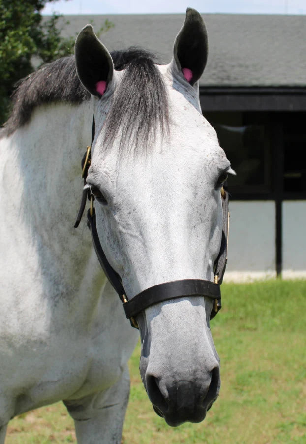 Pomms PONY Ear Plugs -pr