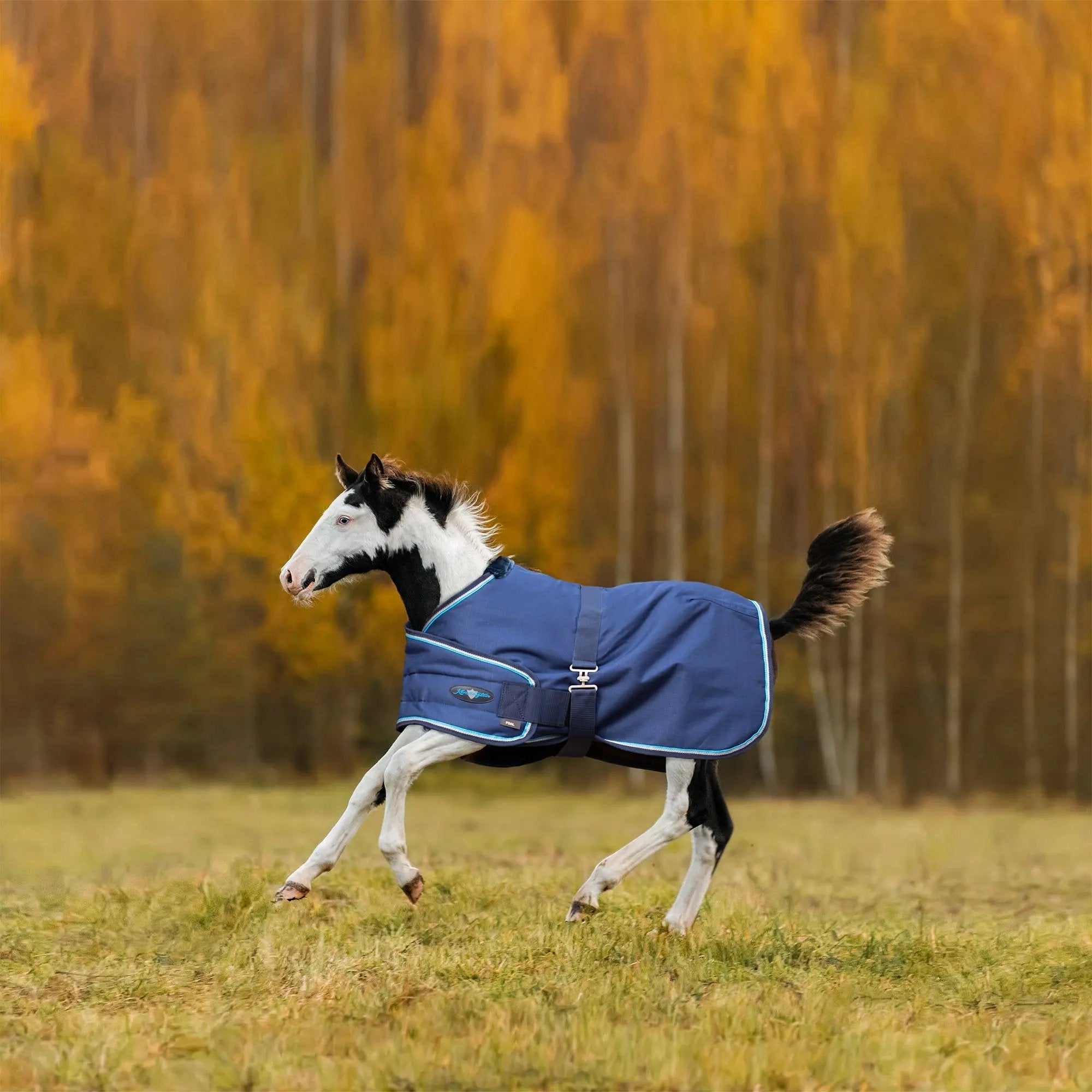 1200D 180G Waterproof & Breathable Adjustable Foal Blanket - Equine Exchange Tack Shop
