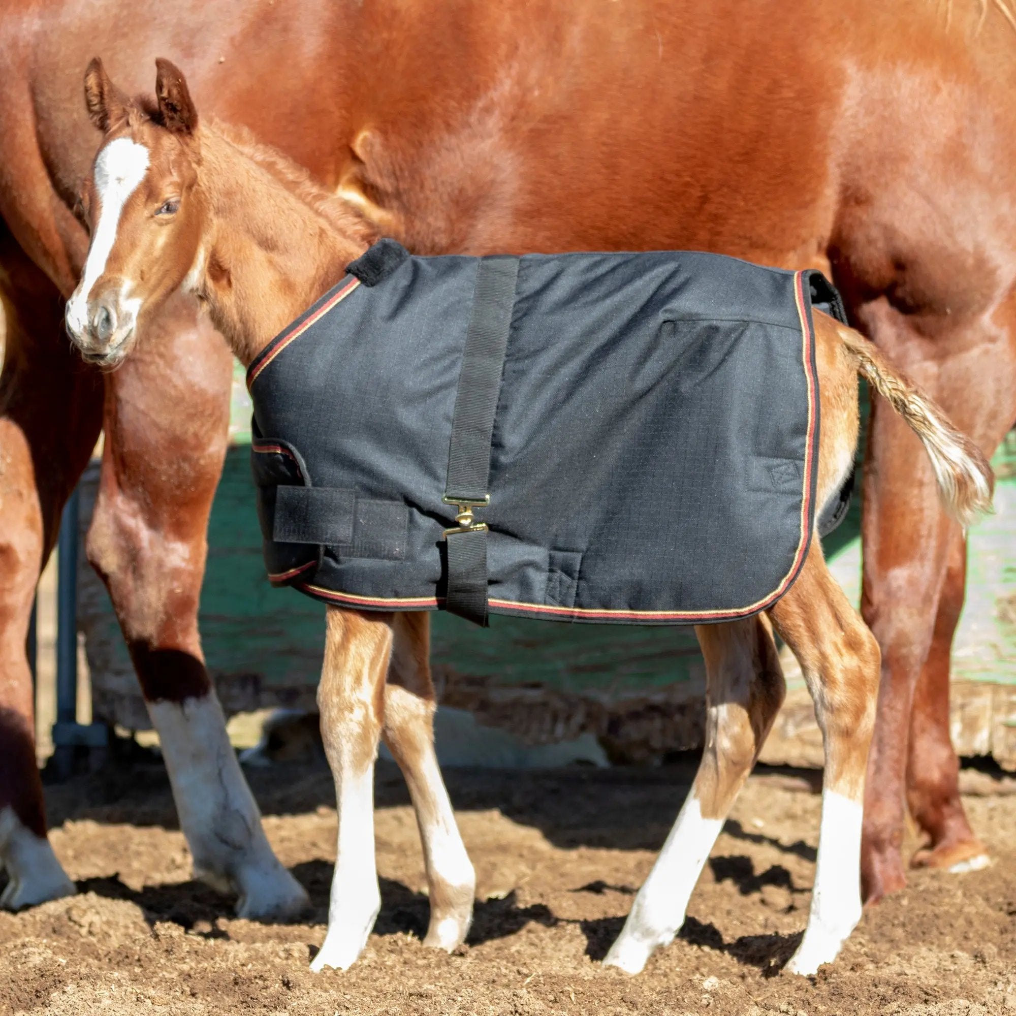 1200D 180G Waterproof & Breathable Adjustable Foal Blanket - Equine Exchange Tack Shop