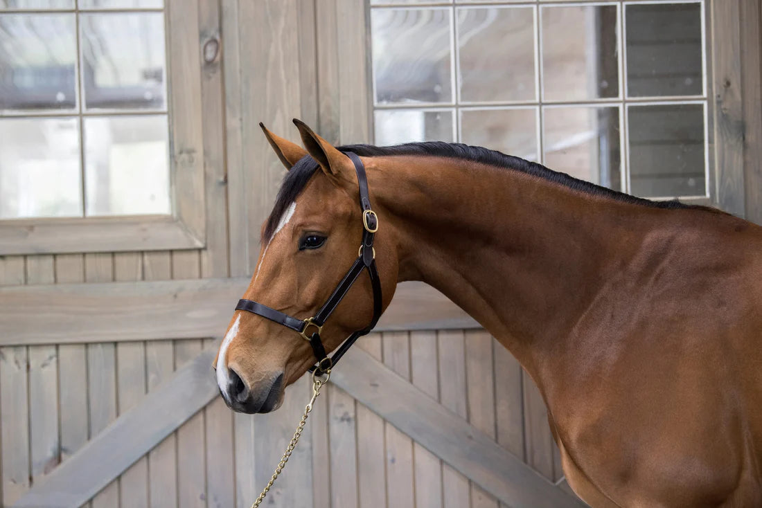 Gatsby Adjustable Leather Halter without Snap - Equine Exchange Tack Shop