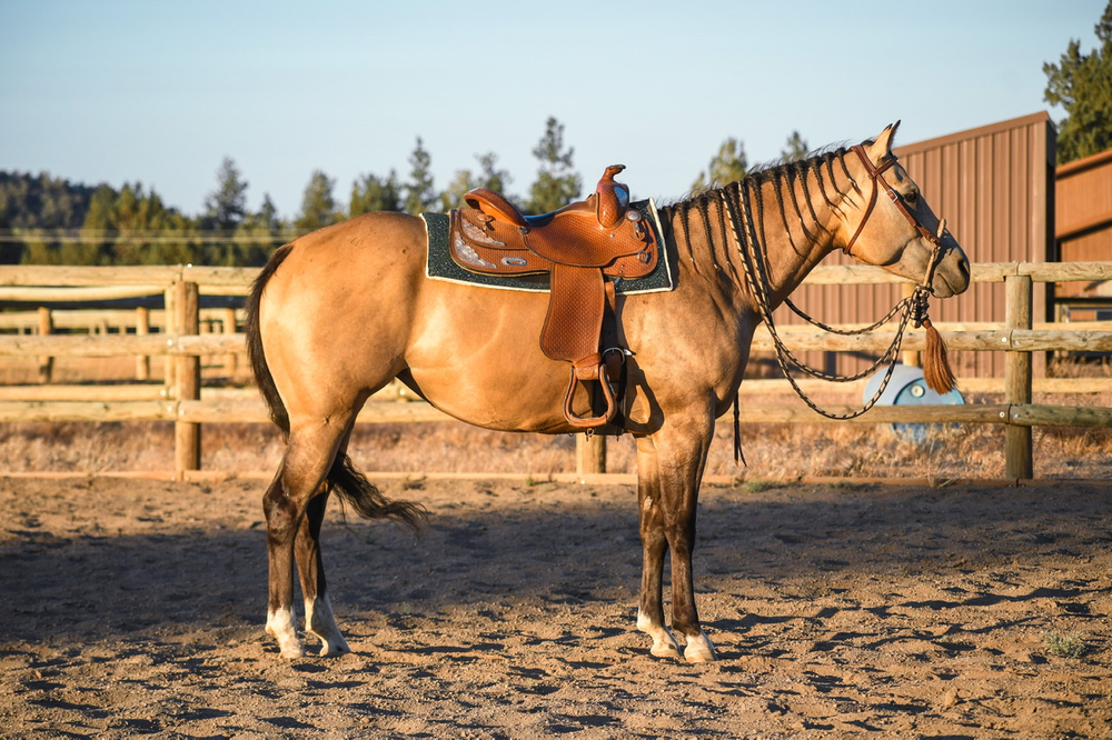 Jade Green Western Saddle Pad - Equine Exchange Tack Shop