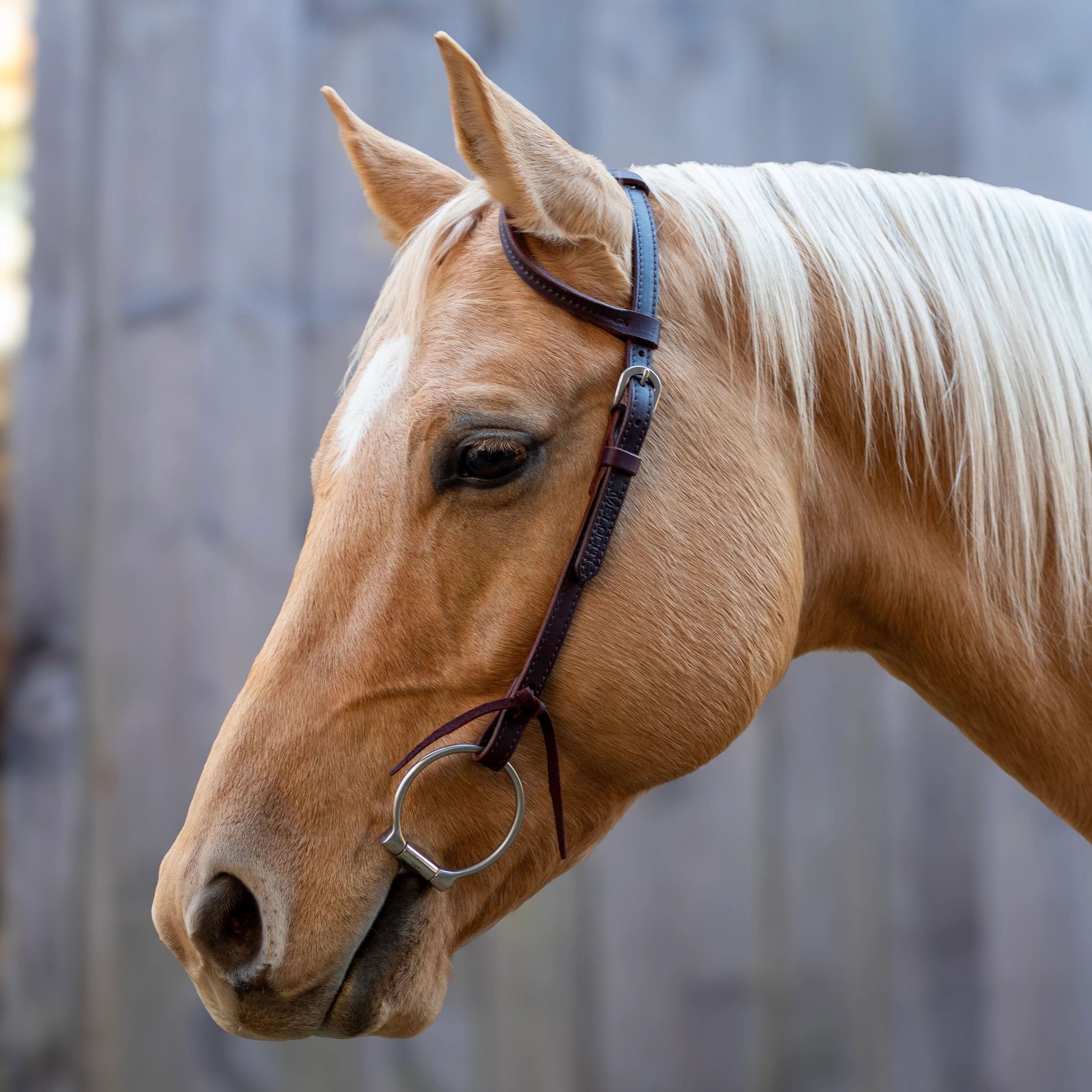 Velociti Leather One Ear Headstall - Equine Exchange Tack Shop