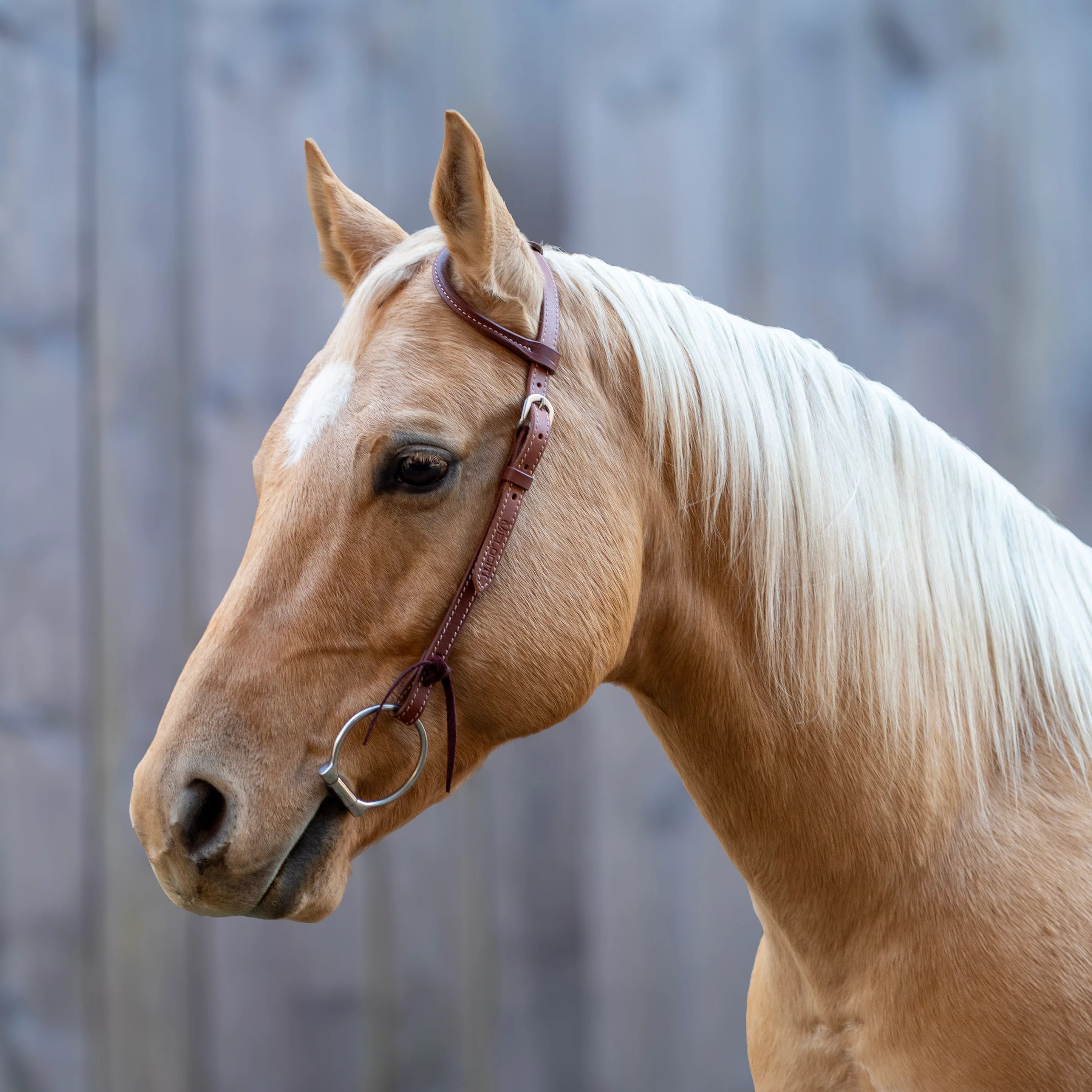 Velociti Leather One Ear Headstall - Equine Exchange Tack Shop