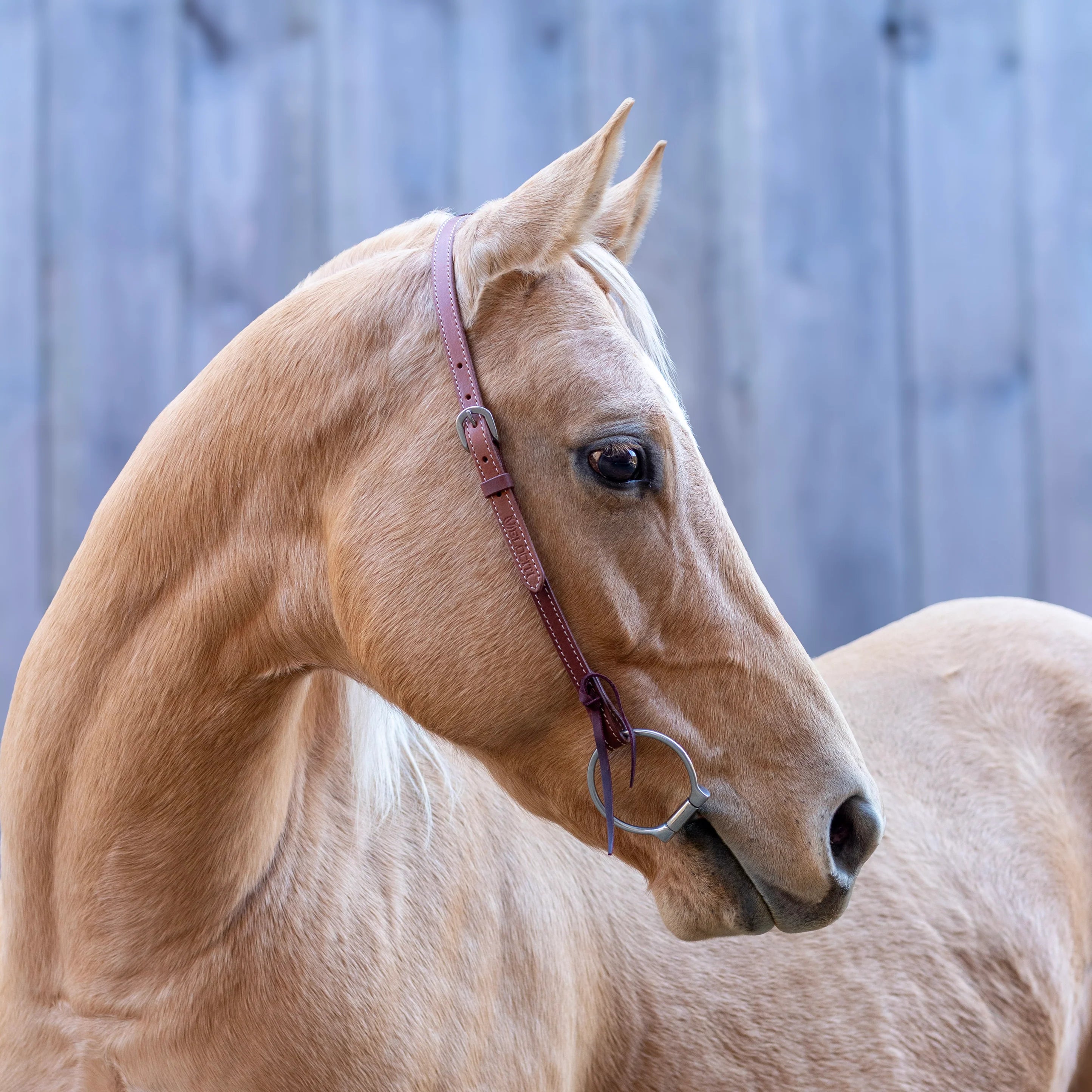 Velociti Leather One Ear Headstall - Equine Exchange Tack Shop