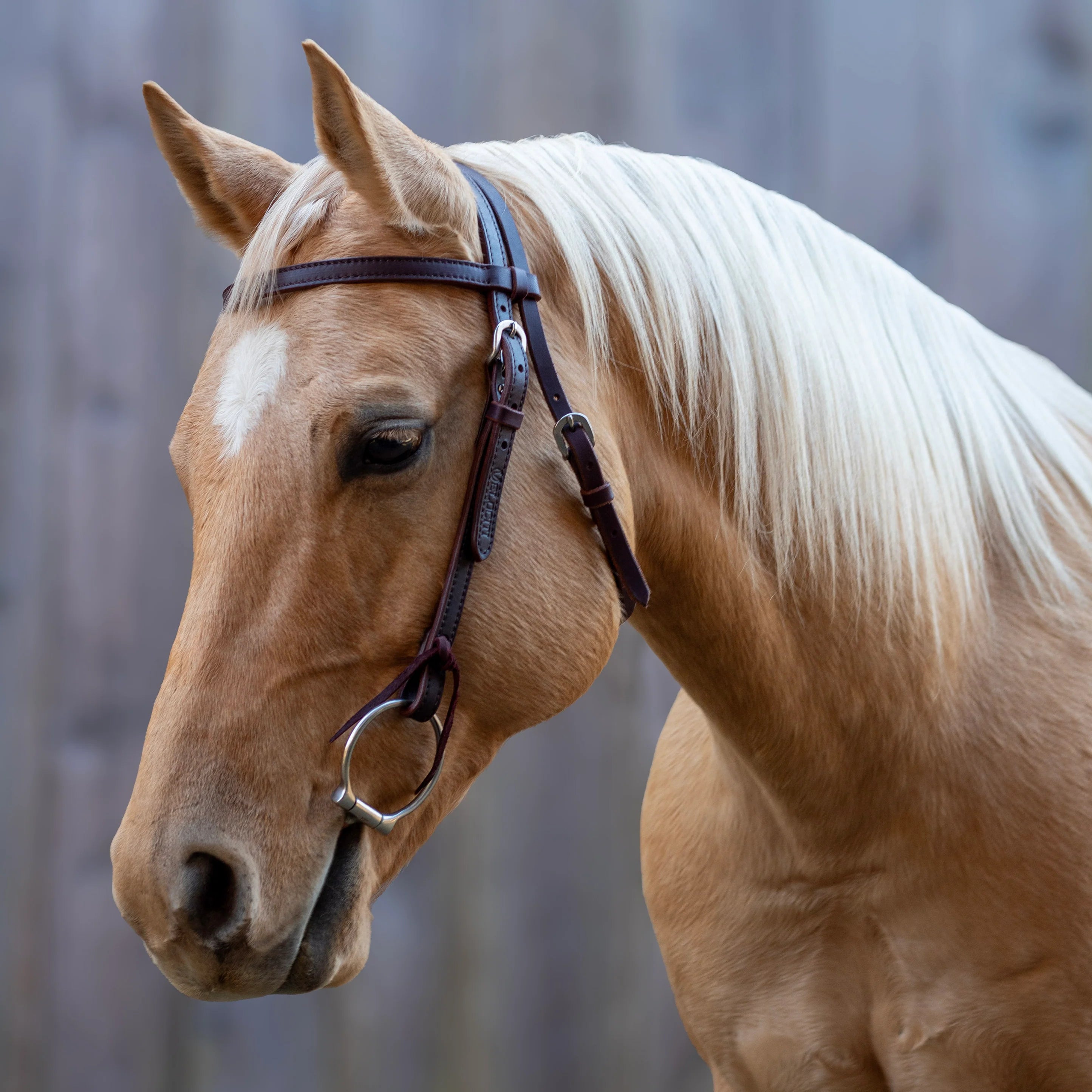 Velociti Leather Browband Headstall - Equine Exchange Tack Shop