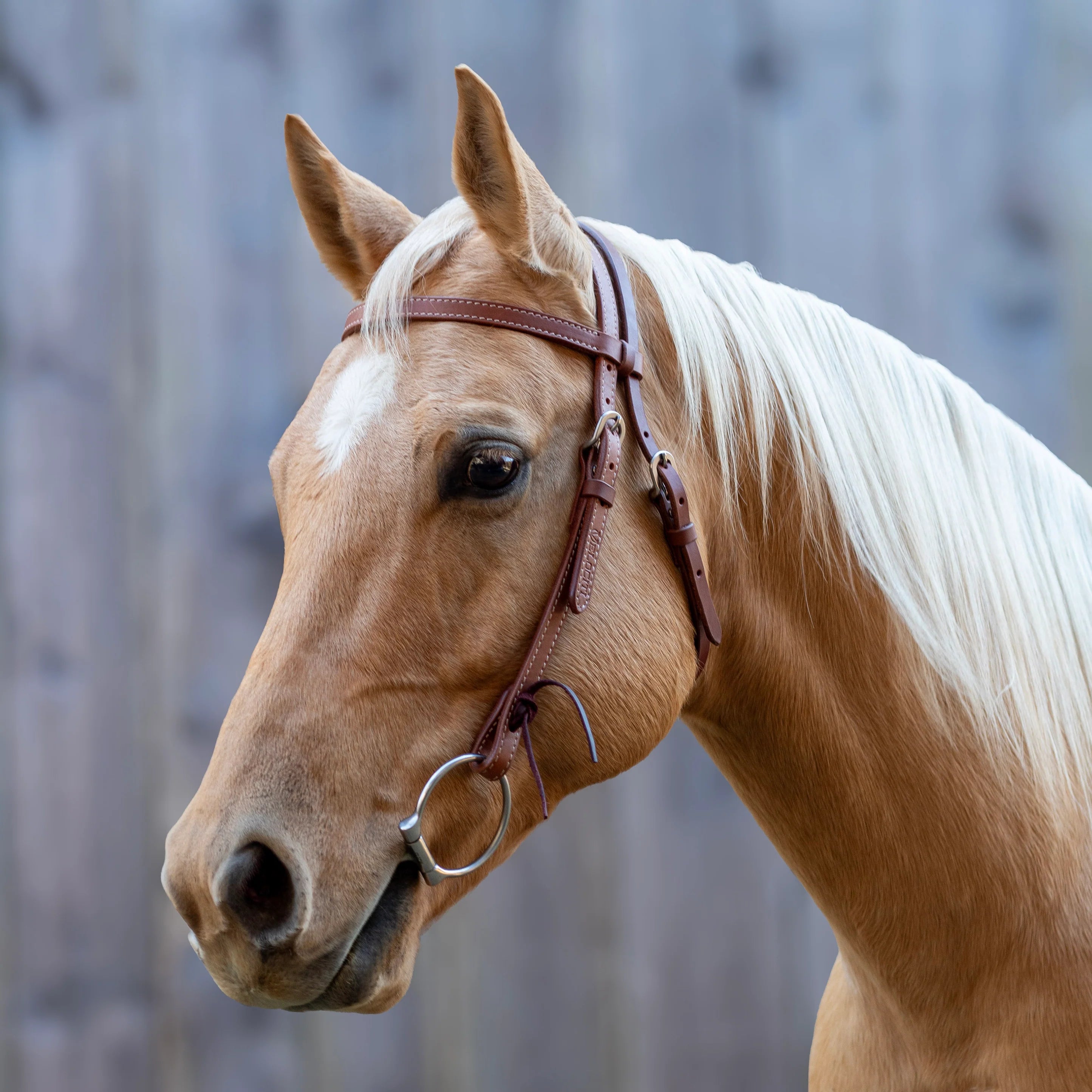 Velociti Leather Browband Headstall - Equine Exchange Tack Shop