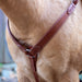 Velociti Shaoed Leather Breastplate - Equine Exchange Tack Shop