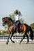 Ultraviolet Saddle Pad Set - Equine Exchange Tack Shop