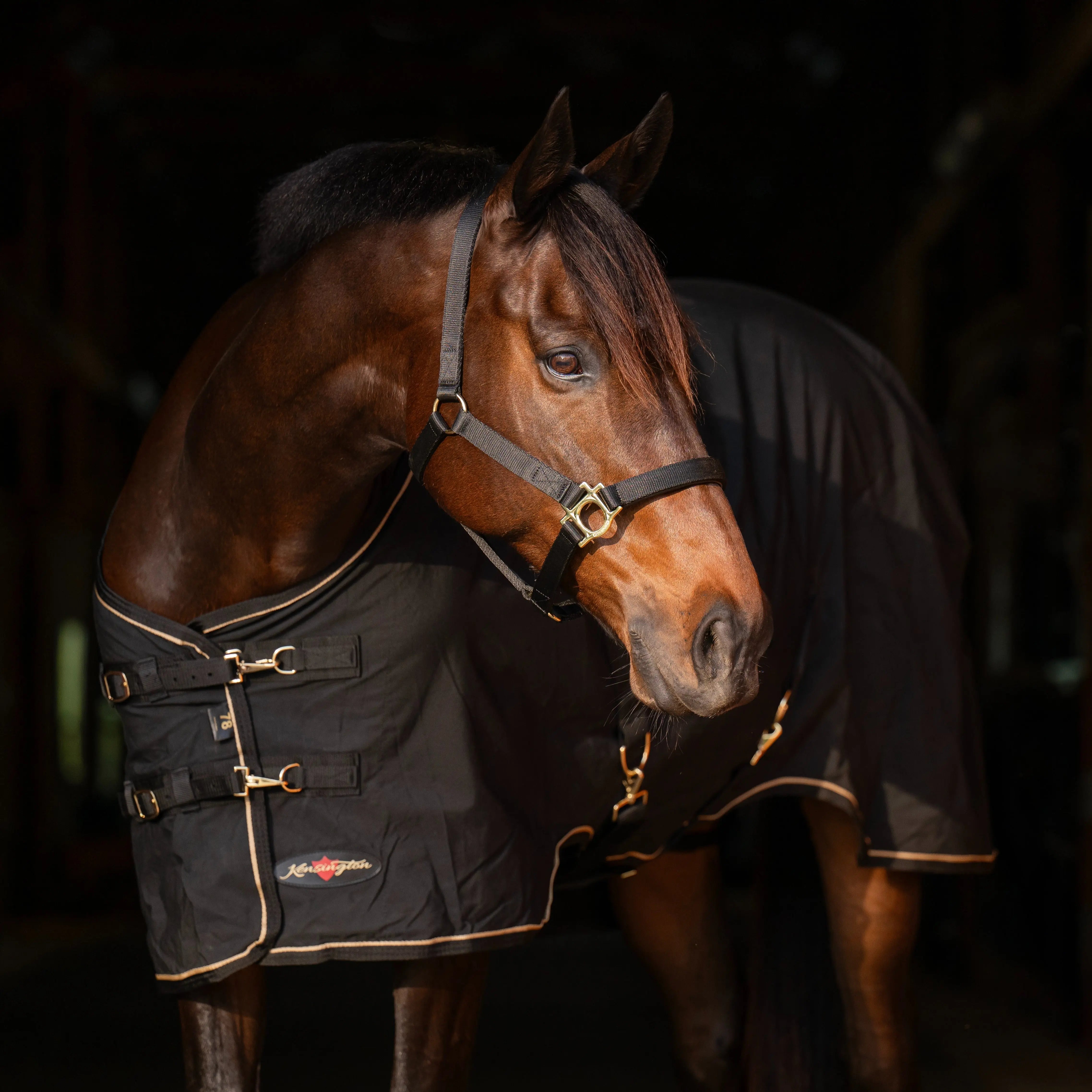 Poly Cotton Stable Sheet - Equine Exchange Tack Shop