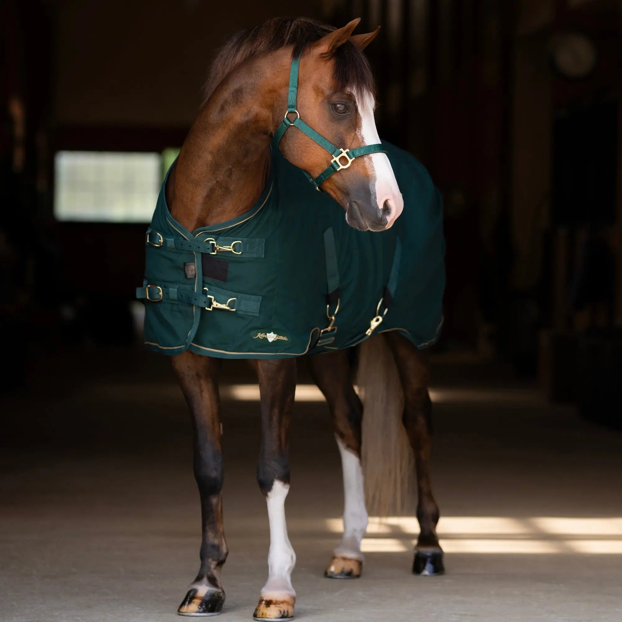 Pony Poly Cotton Stable Sheet - Equine Exchange Tack Shop